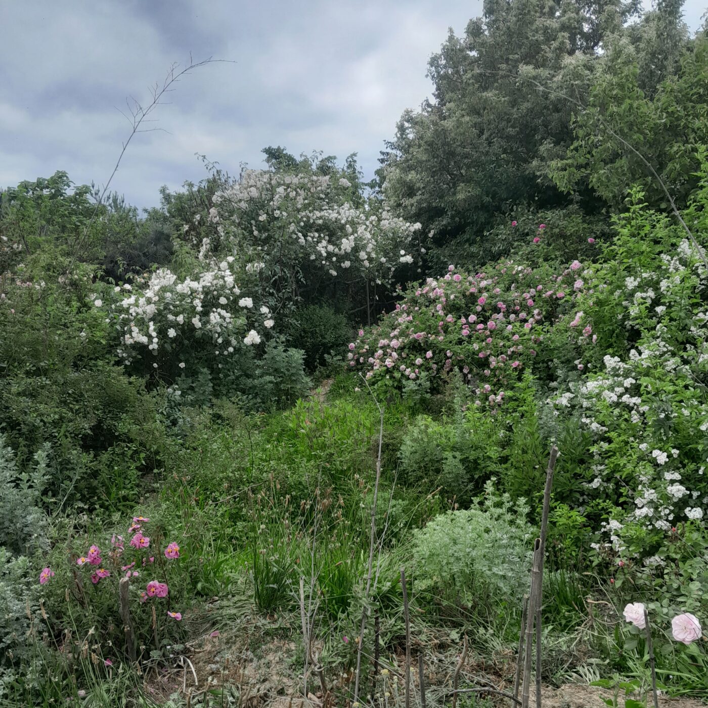 Couleurs Forez
