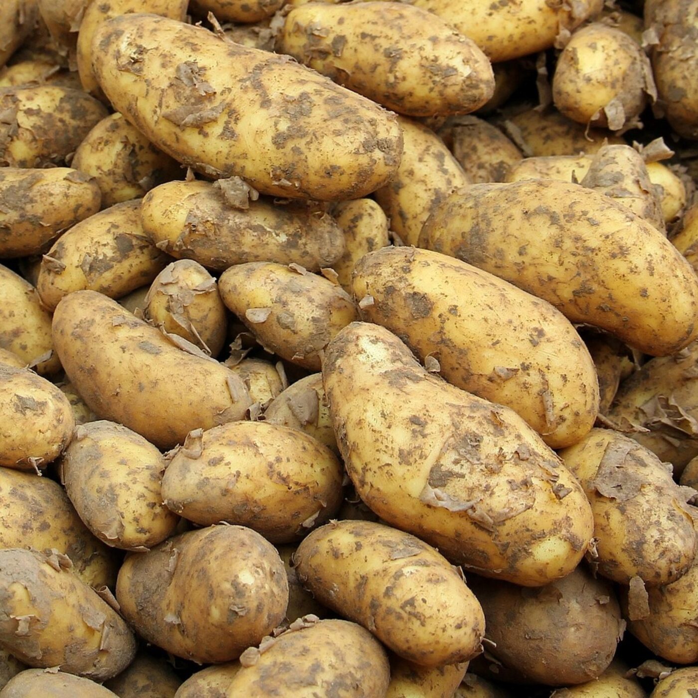 Les pommes de terre nouvelles