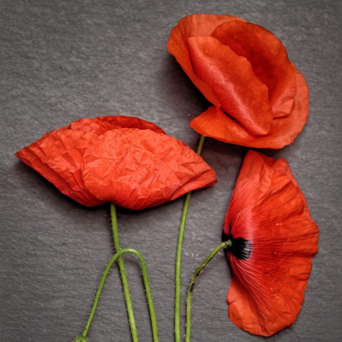 L'arbre aux coquelicots - Kathy Ferret, lu par Sylvain Cholet episode artwork
