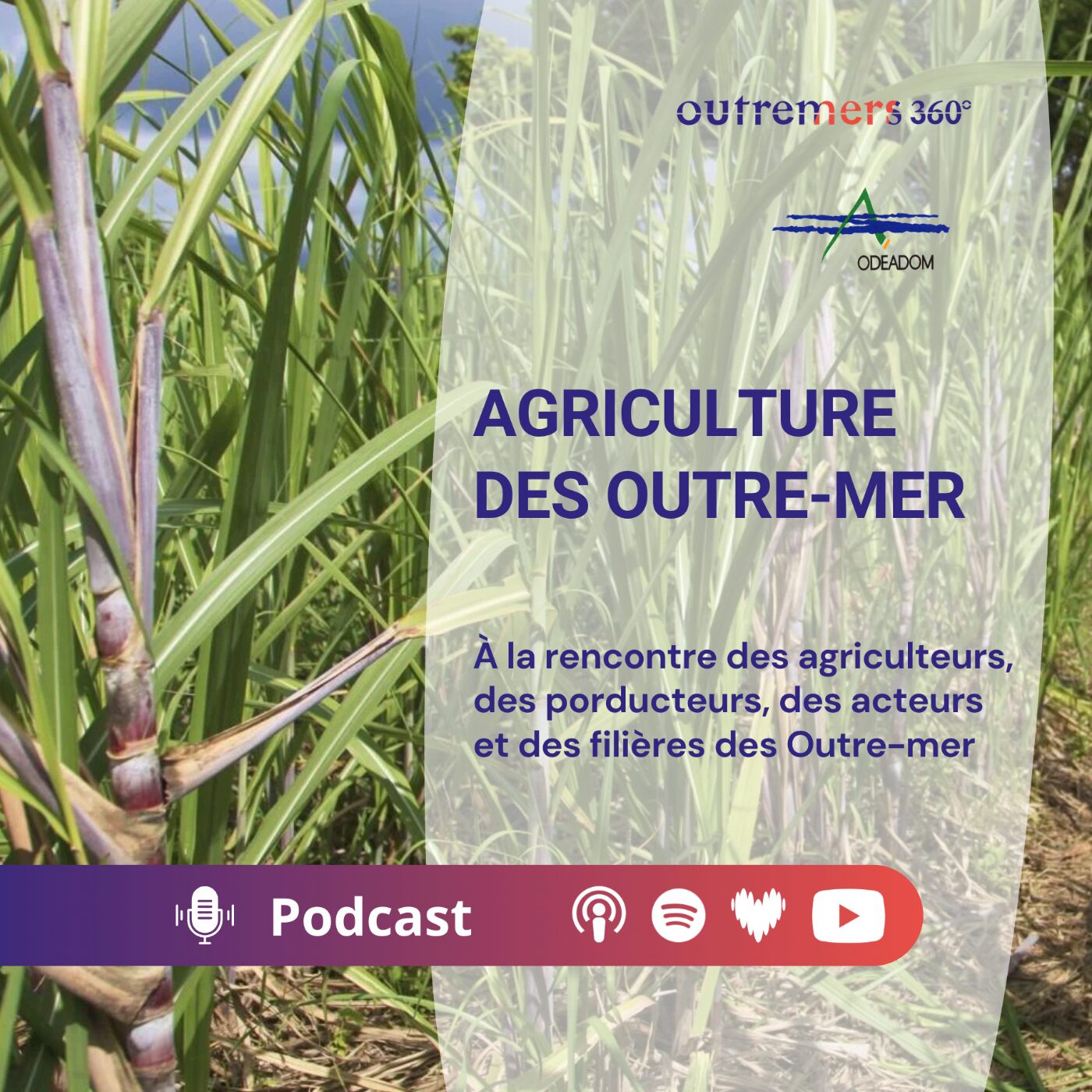 episode cover Teaser Agriculture des Outre-mer