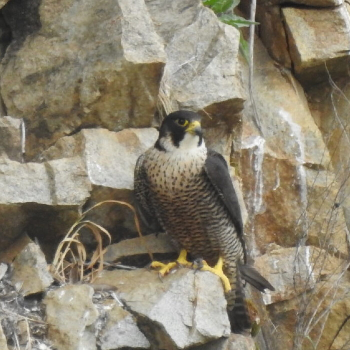 Curieux de nature