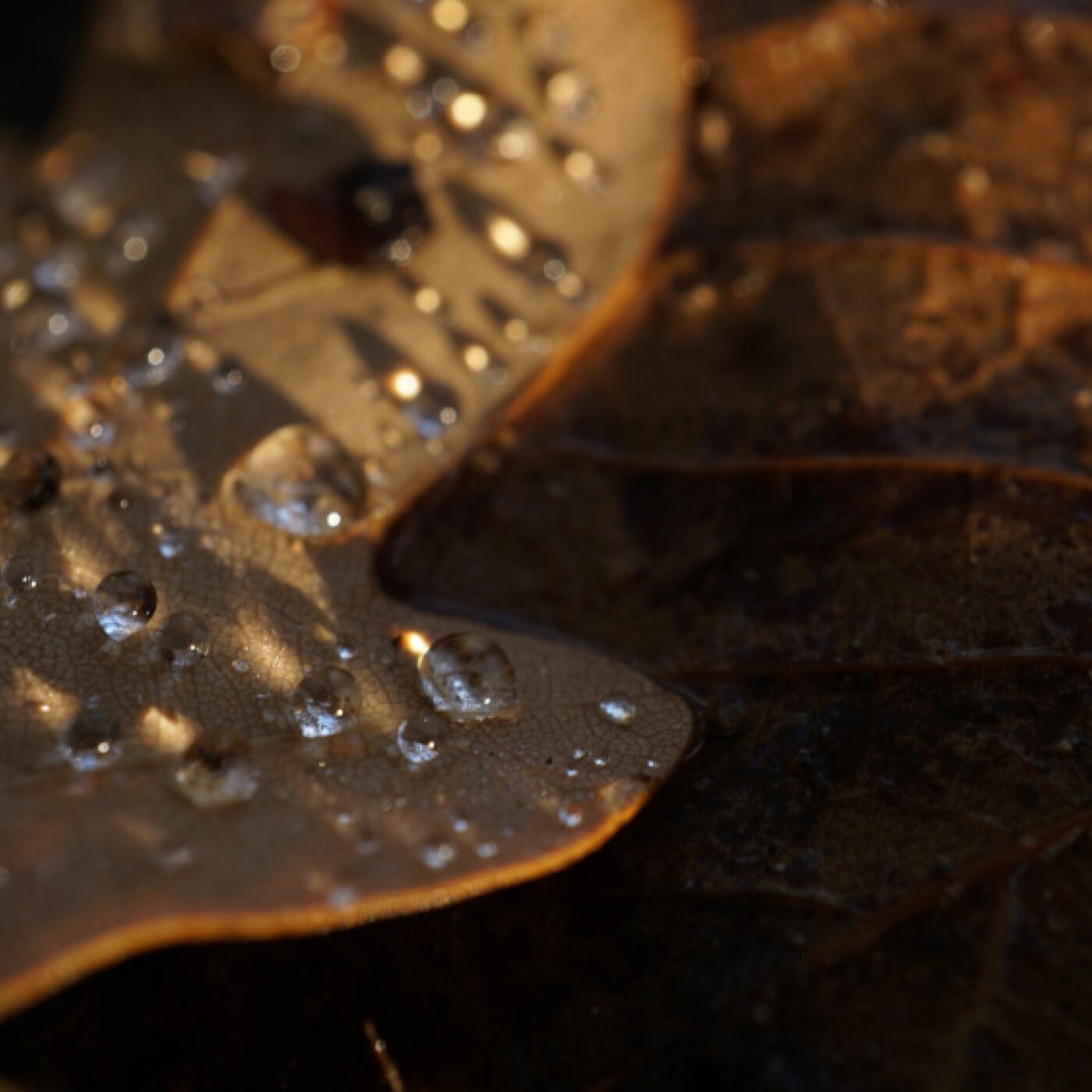Curieux de nature