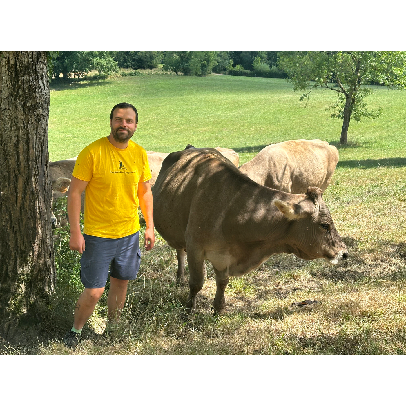 episode cover À Daumazan-sur-Arize, la chaleur pèse sur les vaches laitières