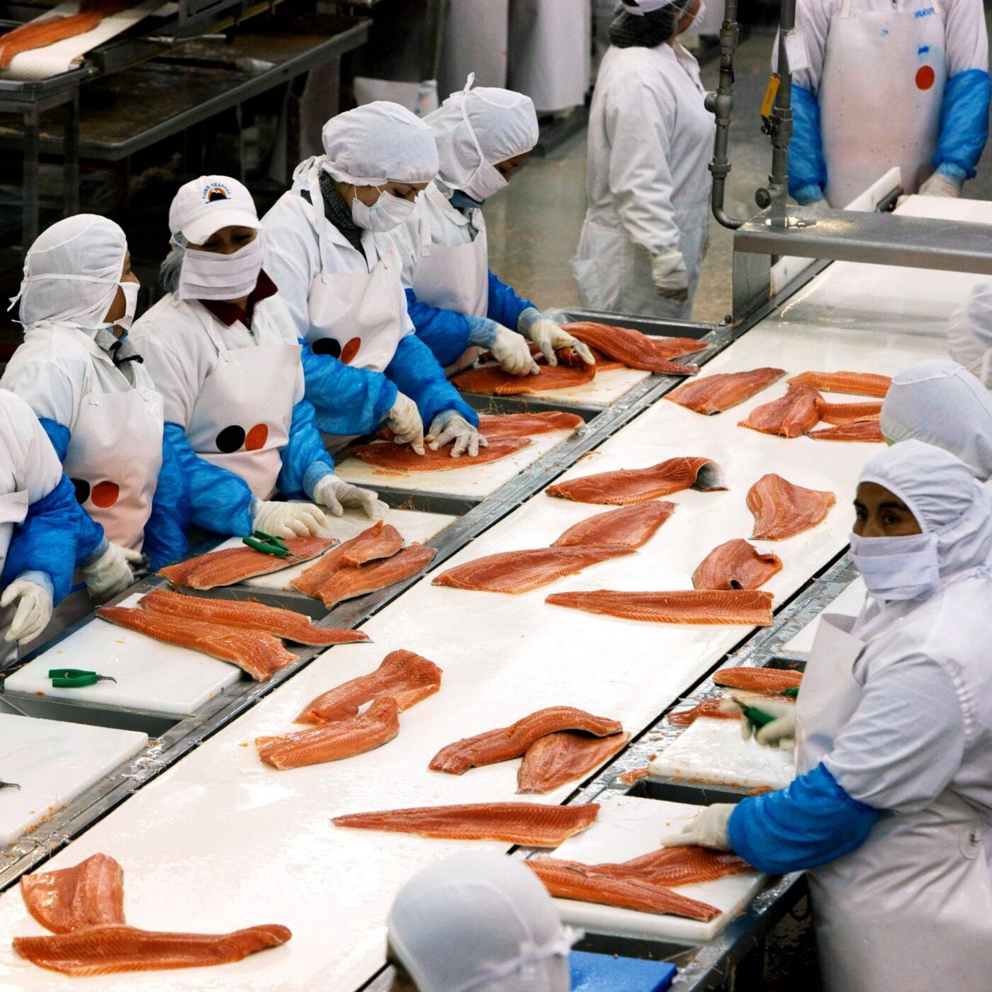 L'élevage très controversé des saumons au Chili (rediffusion)