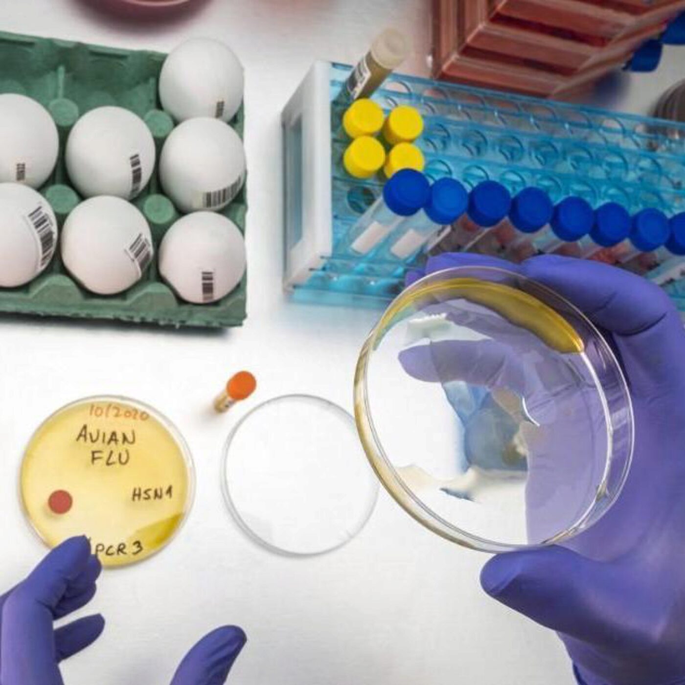 La grippe aviaire, l'hibernation, le pouillot de Bonelli et sentir la nature