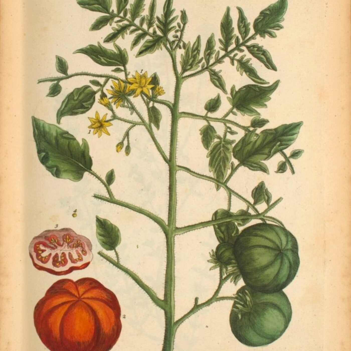 N° 187 Tomate