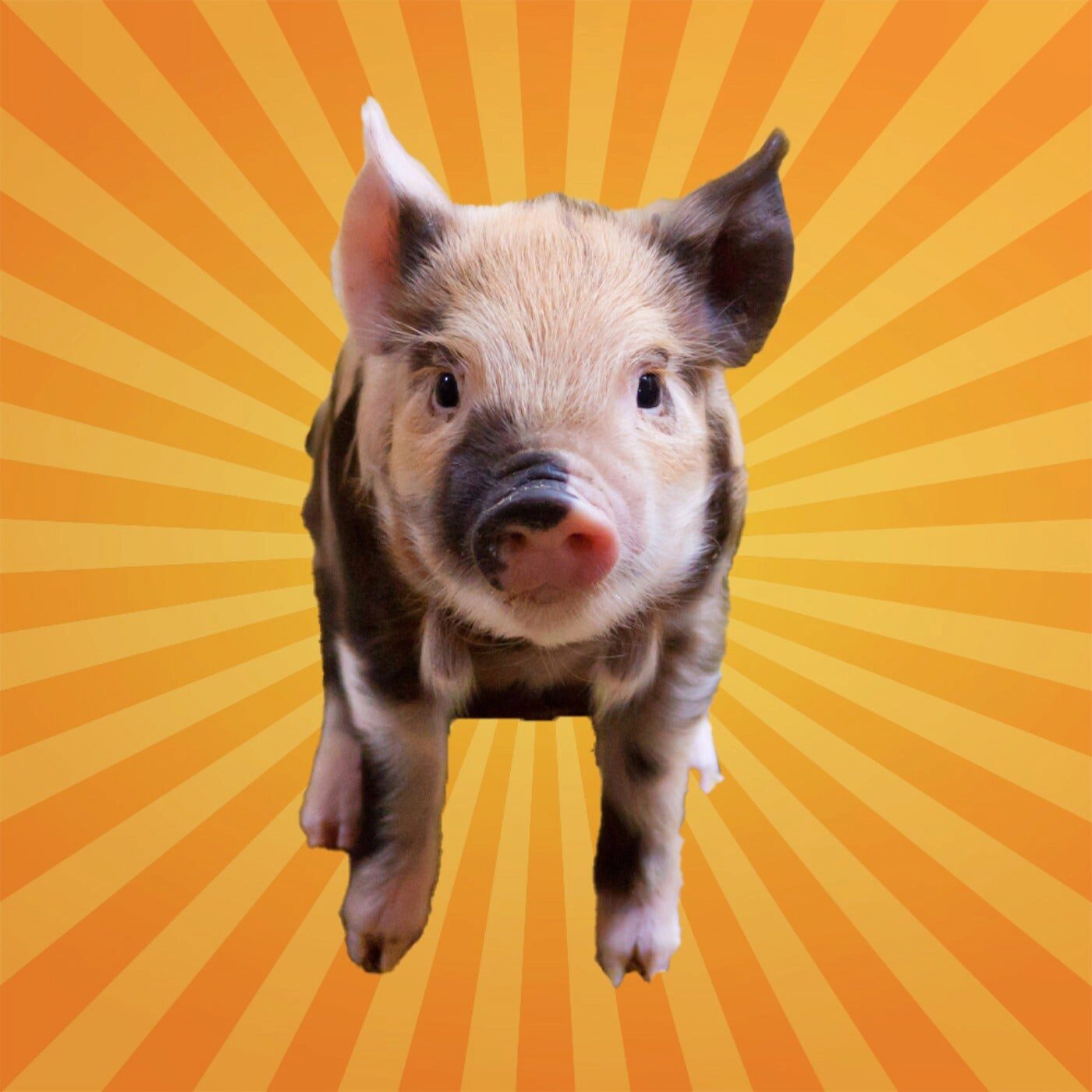 Le cochon sait jouer aux jeux vidéo