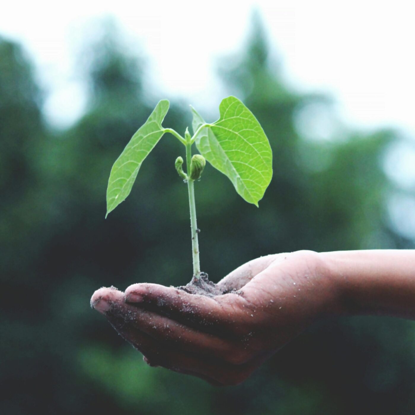 Décryptage de l'actualité de l'écologie - juin 2025