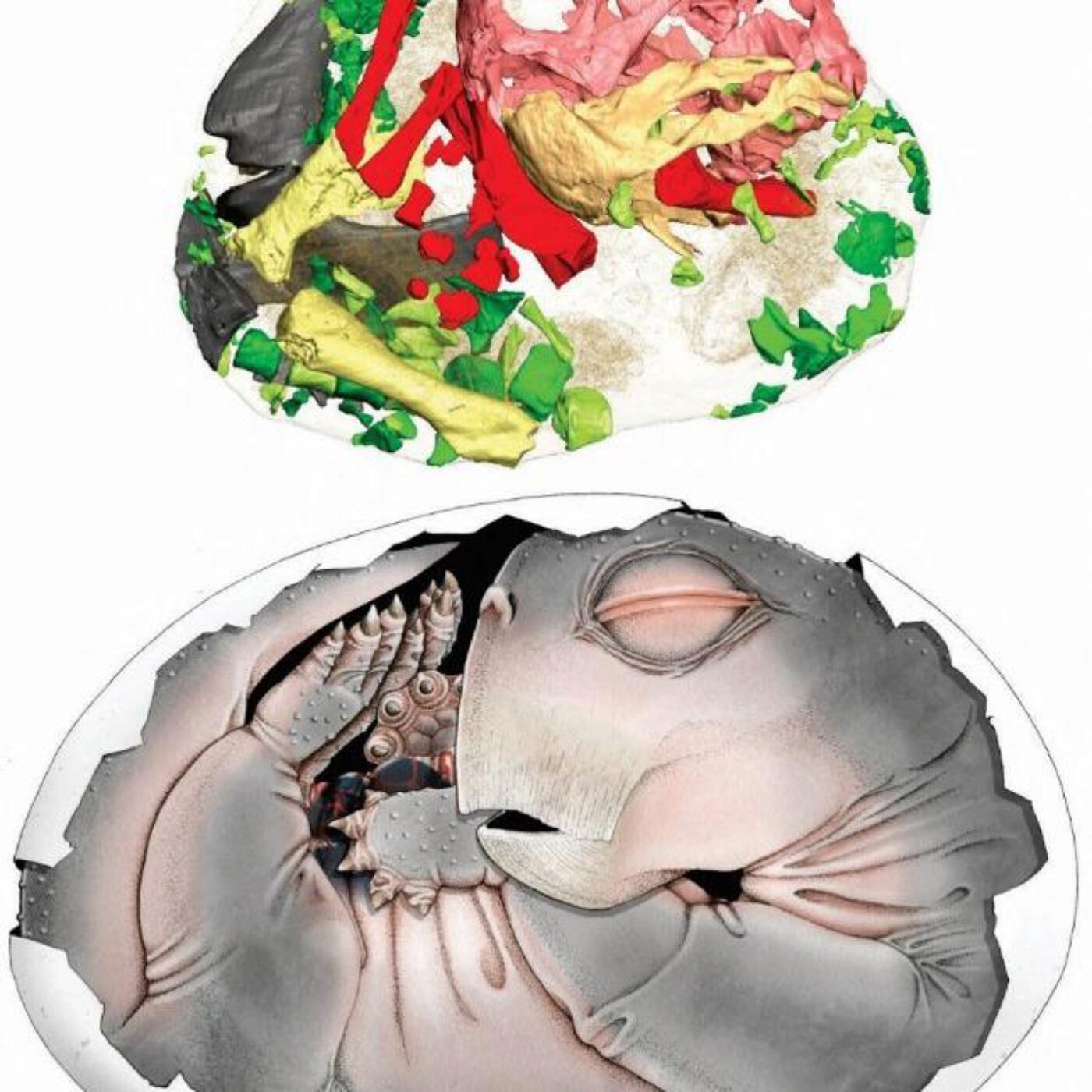 Des oeufs chez les pré-mammifères, la mort d'Hitler, les araignées et les anesthésies générales
