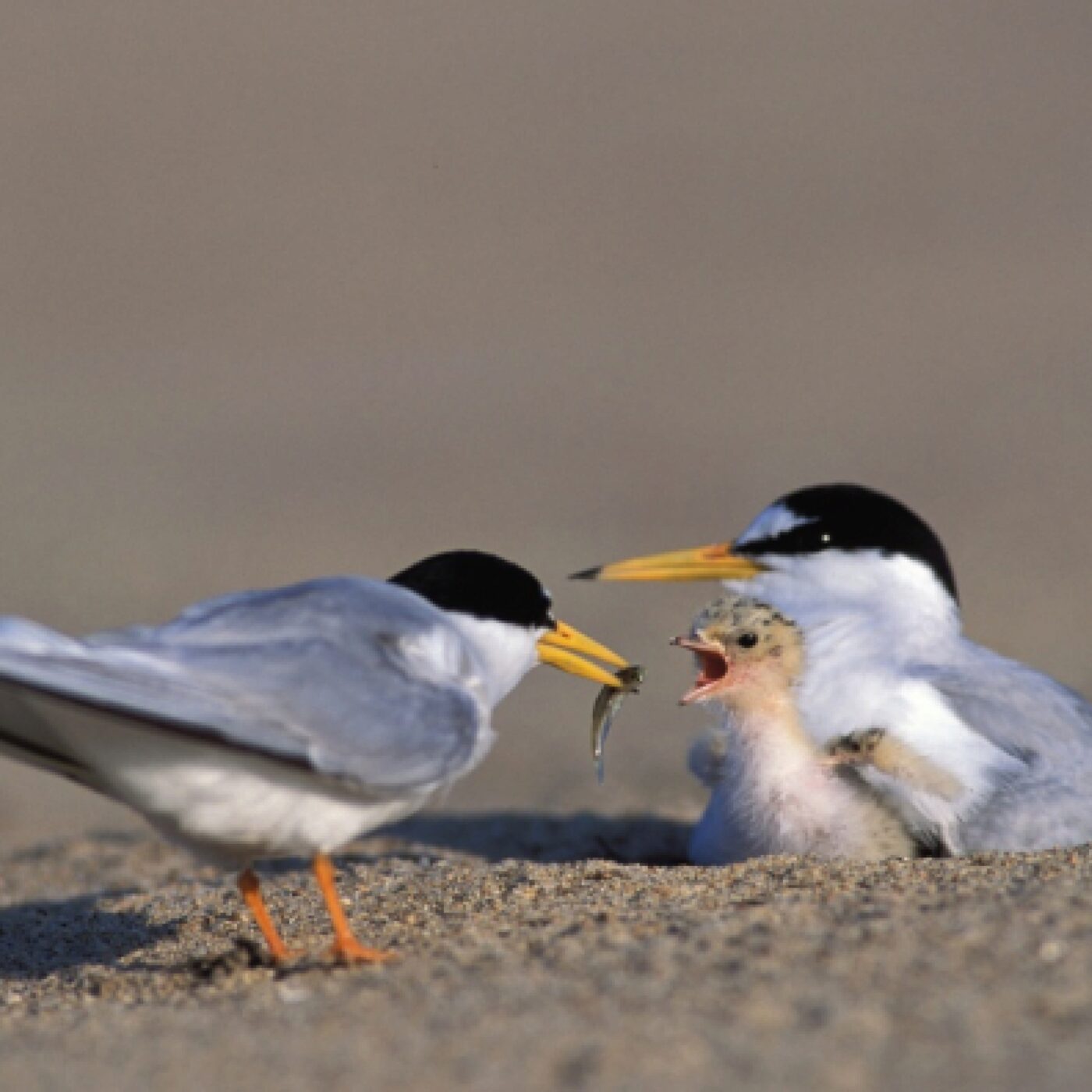 L\'invité de RCF Anjou