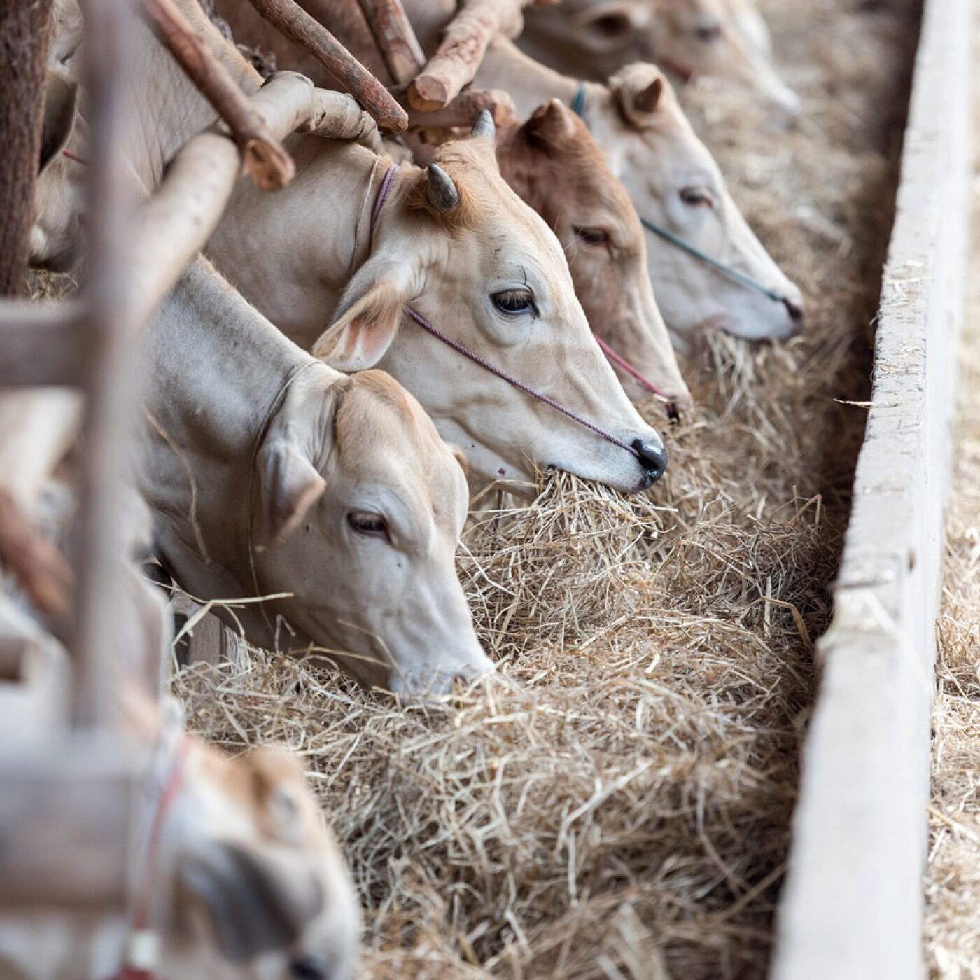 Les évêques à la rencontre du monde paysan au salon de l'agriculture