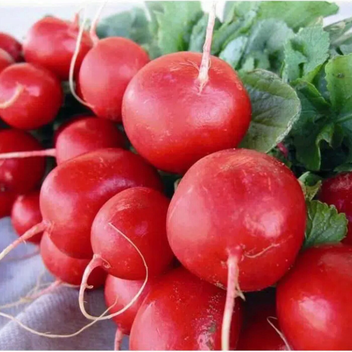 Jardiner avec les enfants, avec Terre Vivante