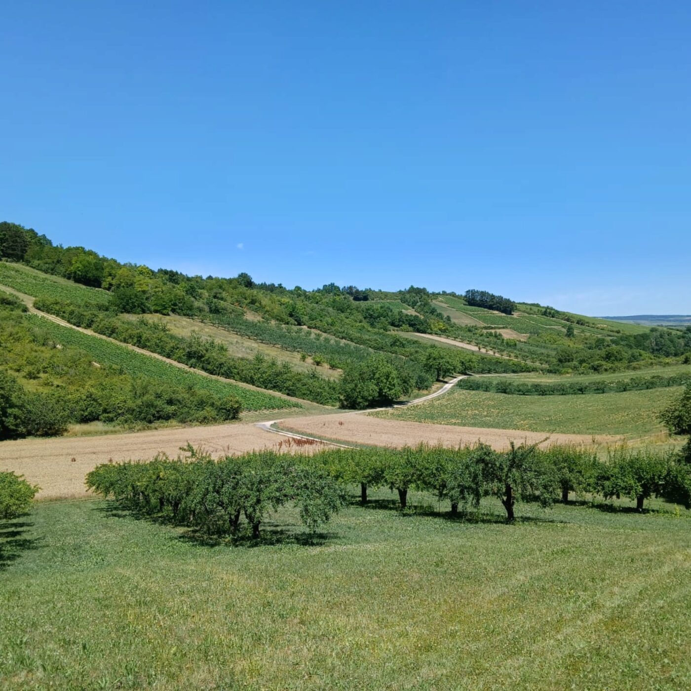 Canicule : comment s'adapter à un climat de plus en plus étouffant ?