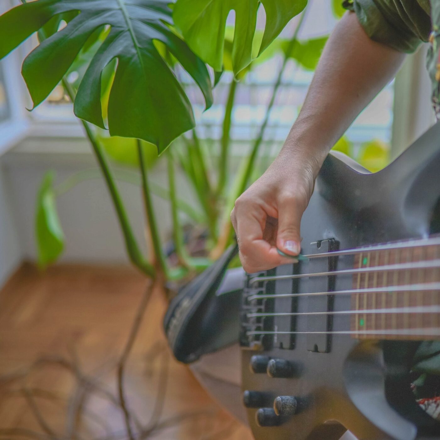 Les plantes sont-elles sensibles à la musique et au rock ?