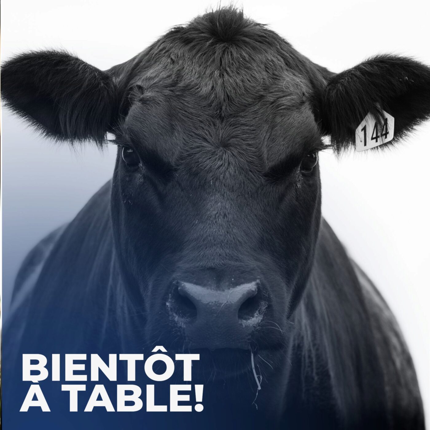 Le sens du bétail: l'enquête choc