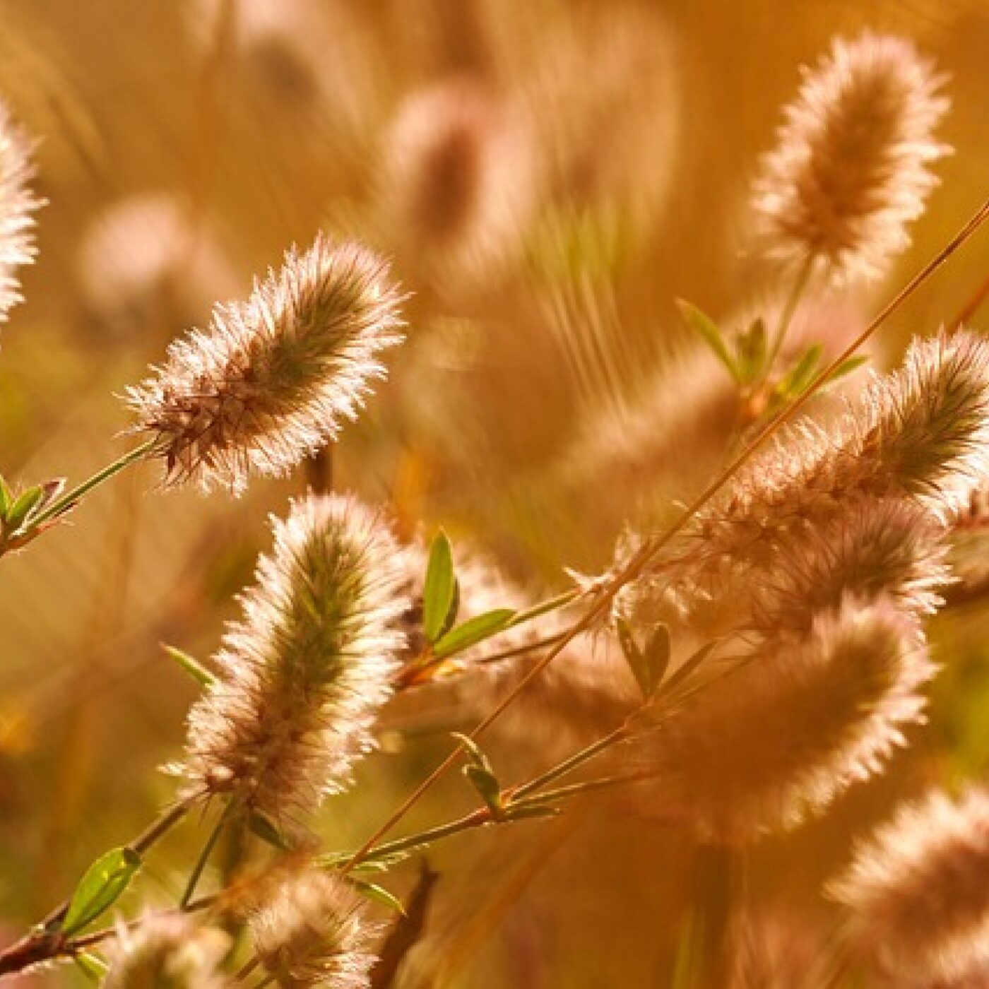 Le Téléphone du dimanche