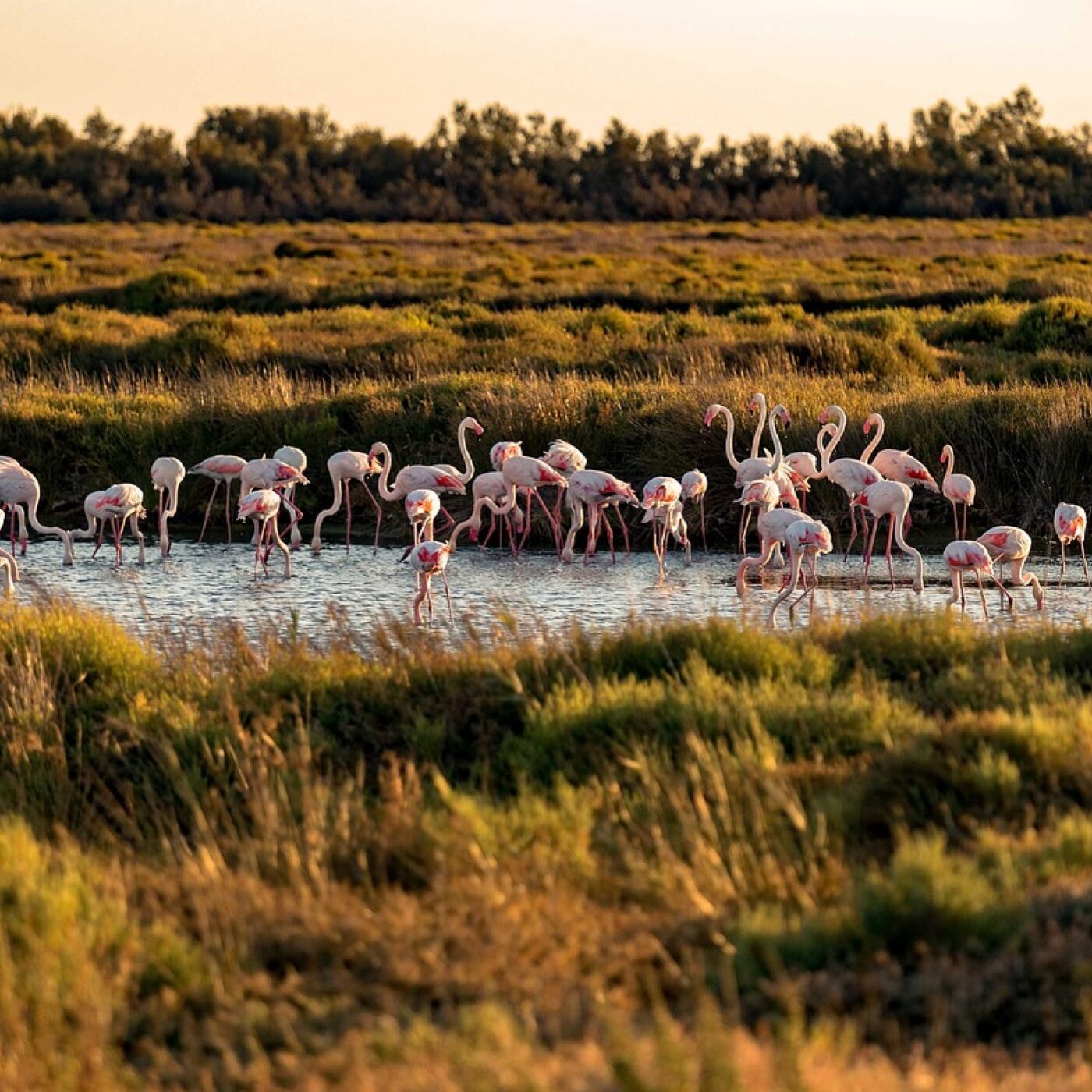La Camargue bientôt au patrimoine mondial de l'Unesco? episode artwork