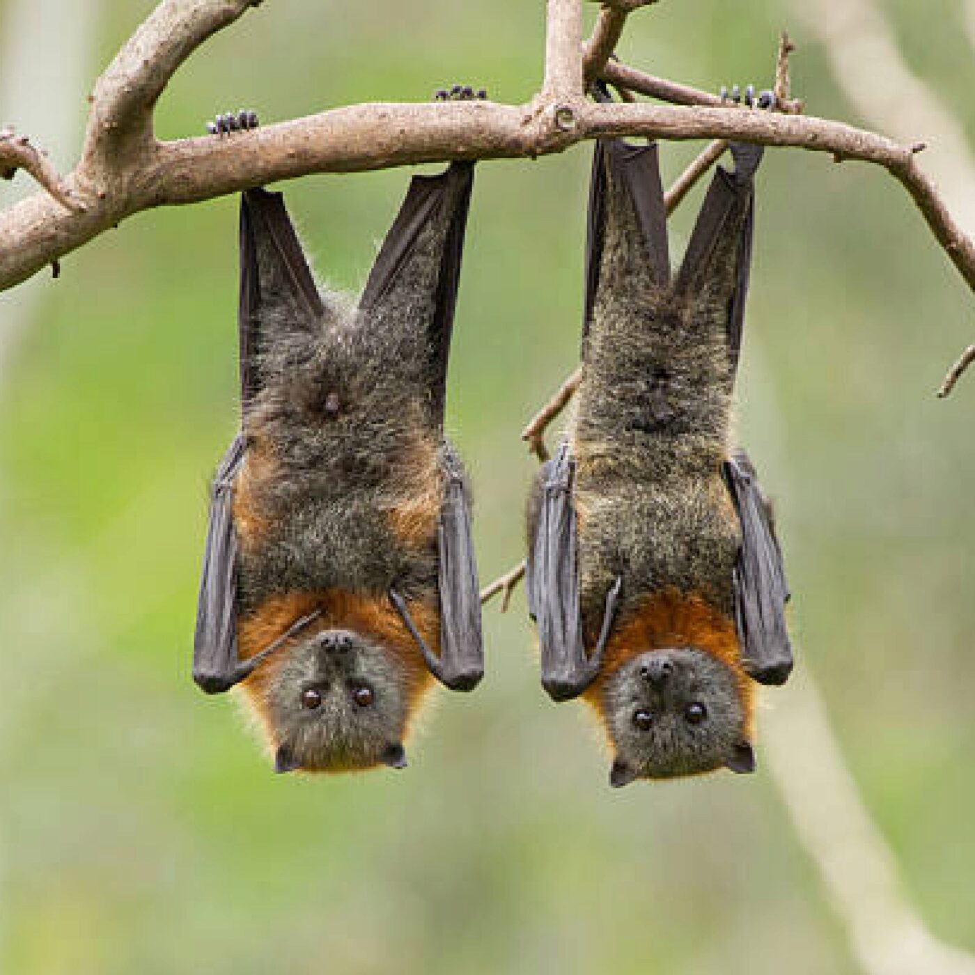 A Cabrespine, les touristes et les chauve-souris font très bon ménage