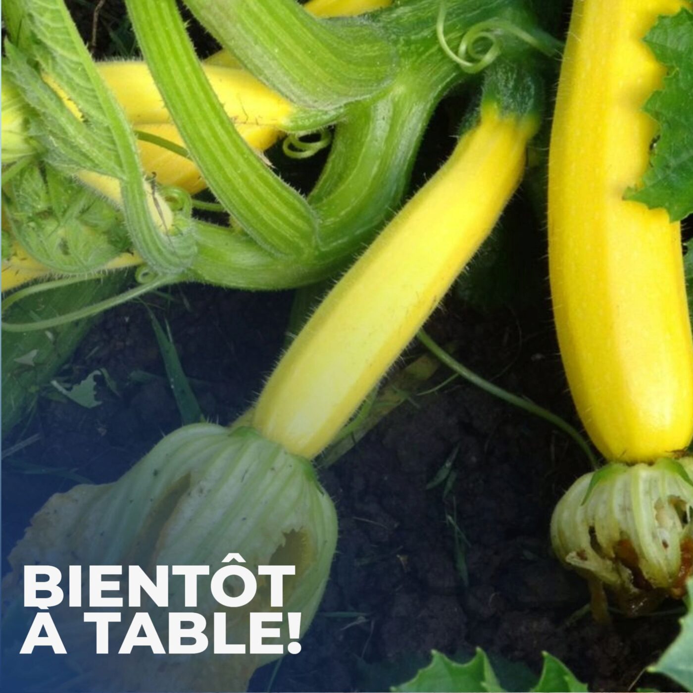 Cuisinons la courgette