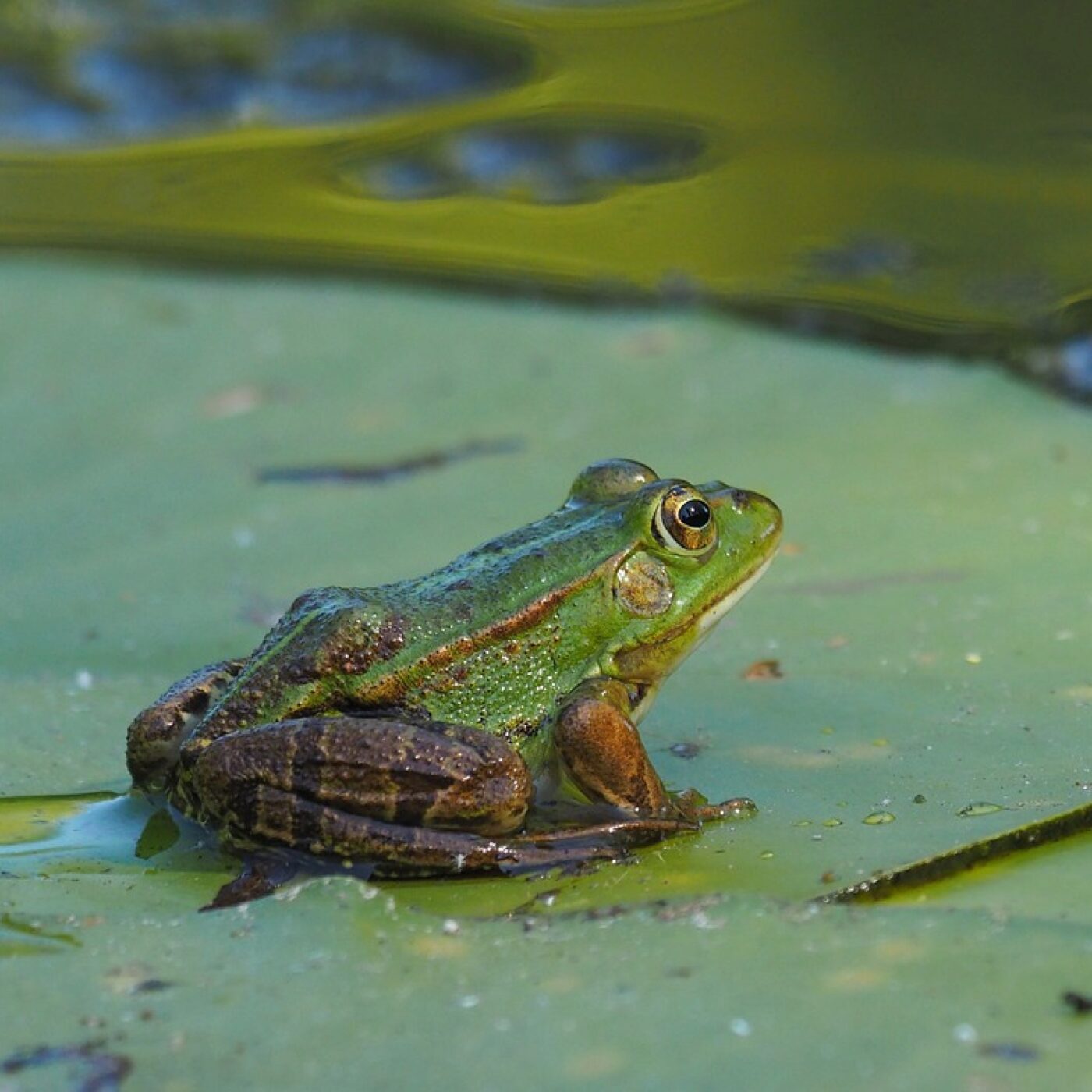 Le sauvetage des amphibiens en Franche-Comté episode artwork