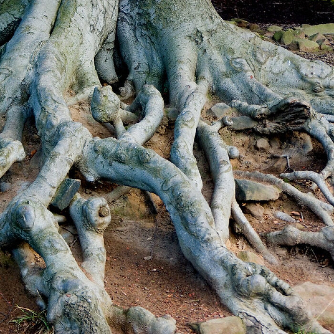 La vie à tous les étages d’un arbre : les racines episode artwork