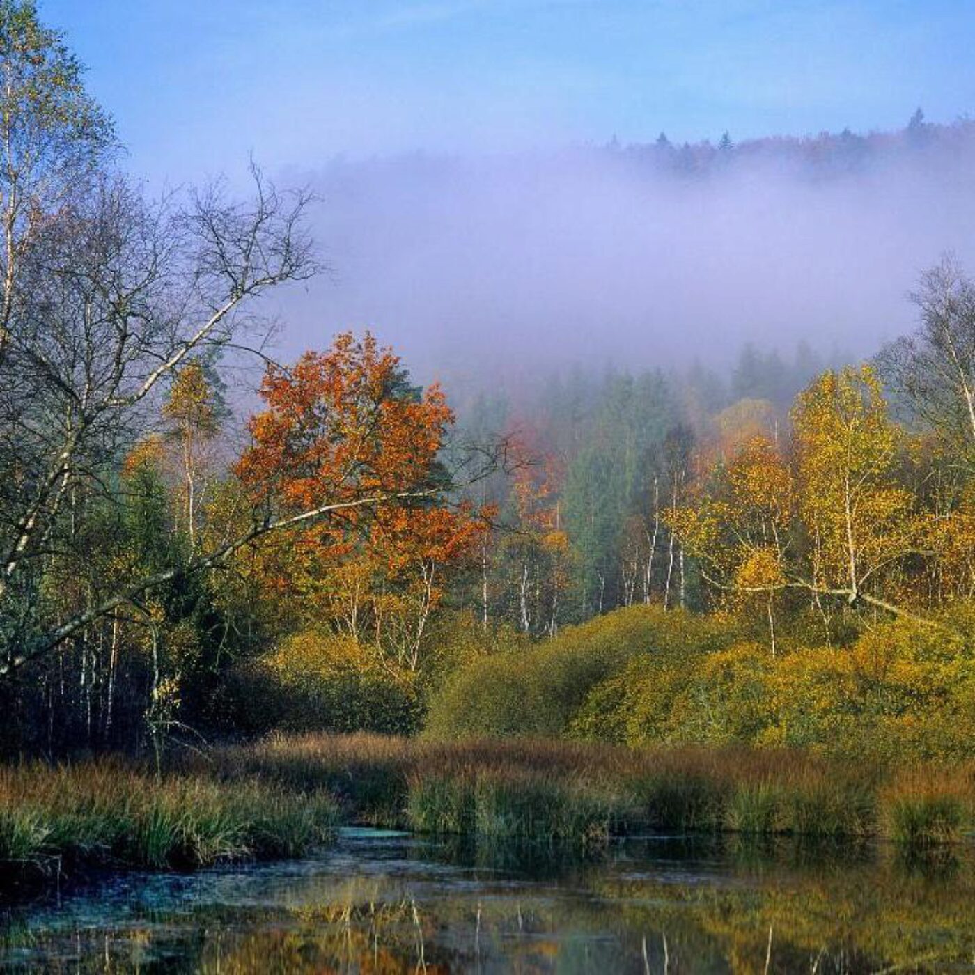Des tourbières dysfonctionnelles la kétamine et le matriarcat chez les bonobos