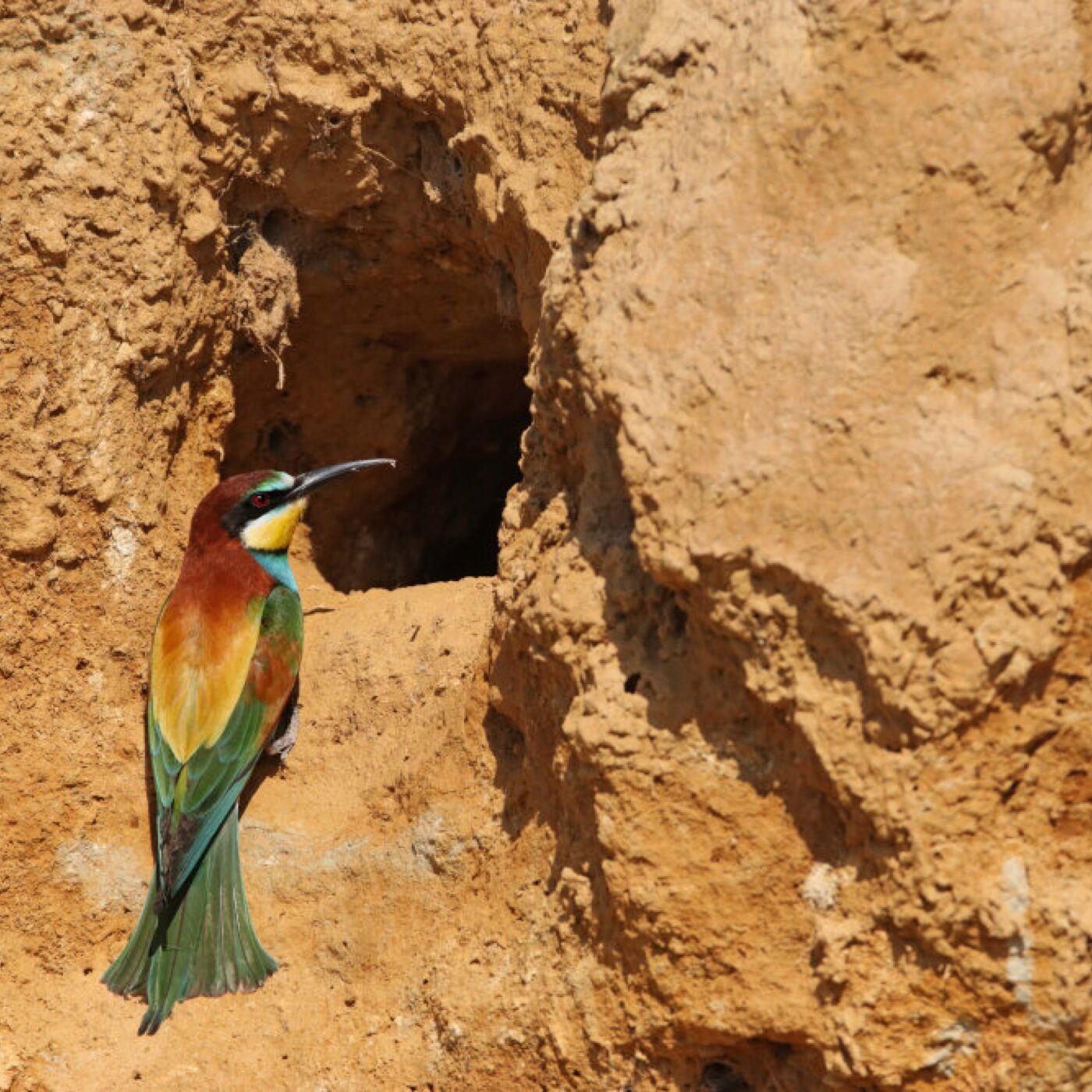 Curieux de nature