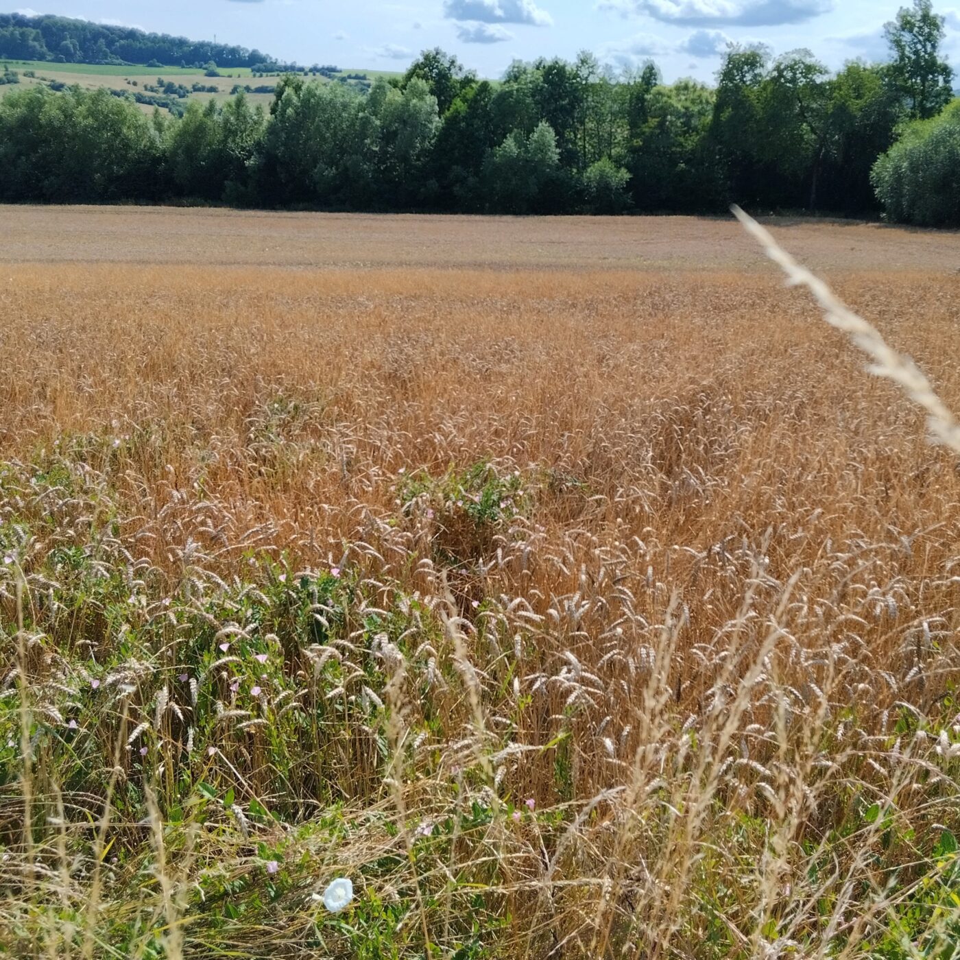 Un champ à moissonner