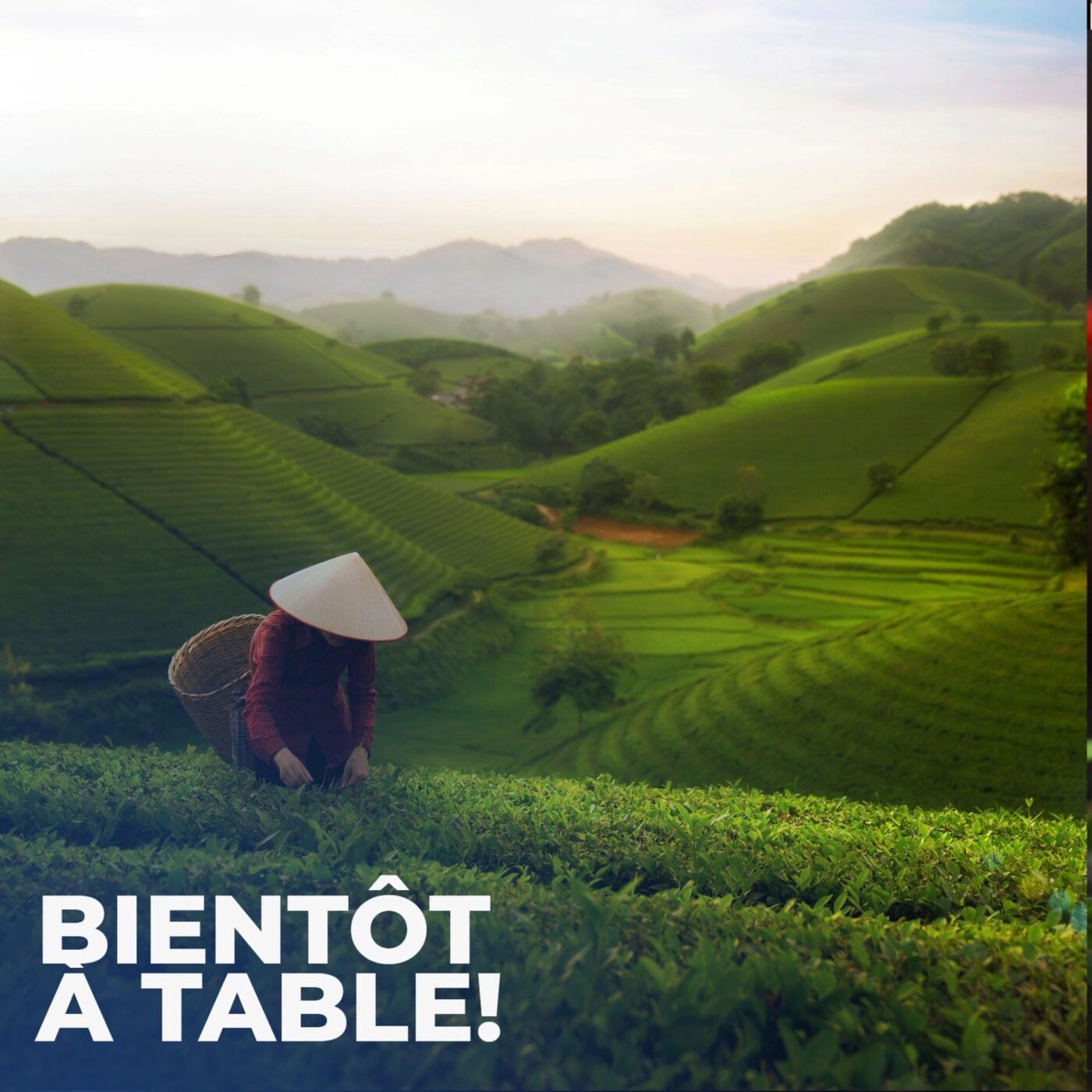 Sur la route du thé