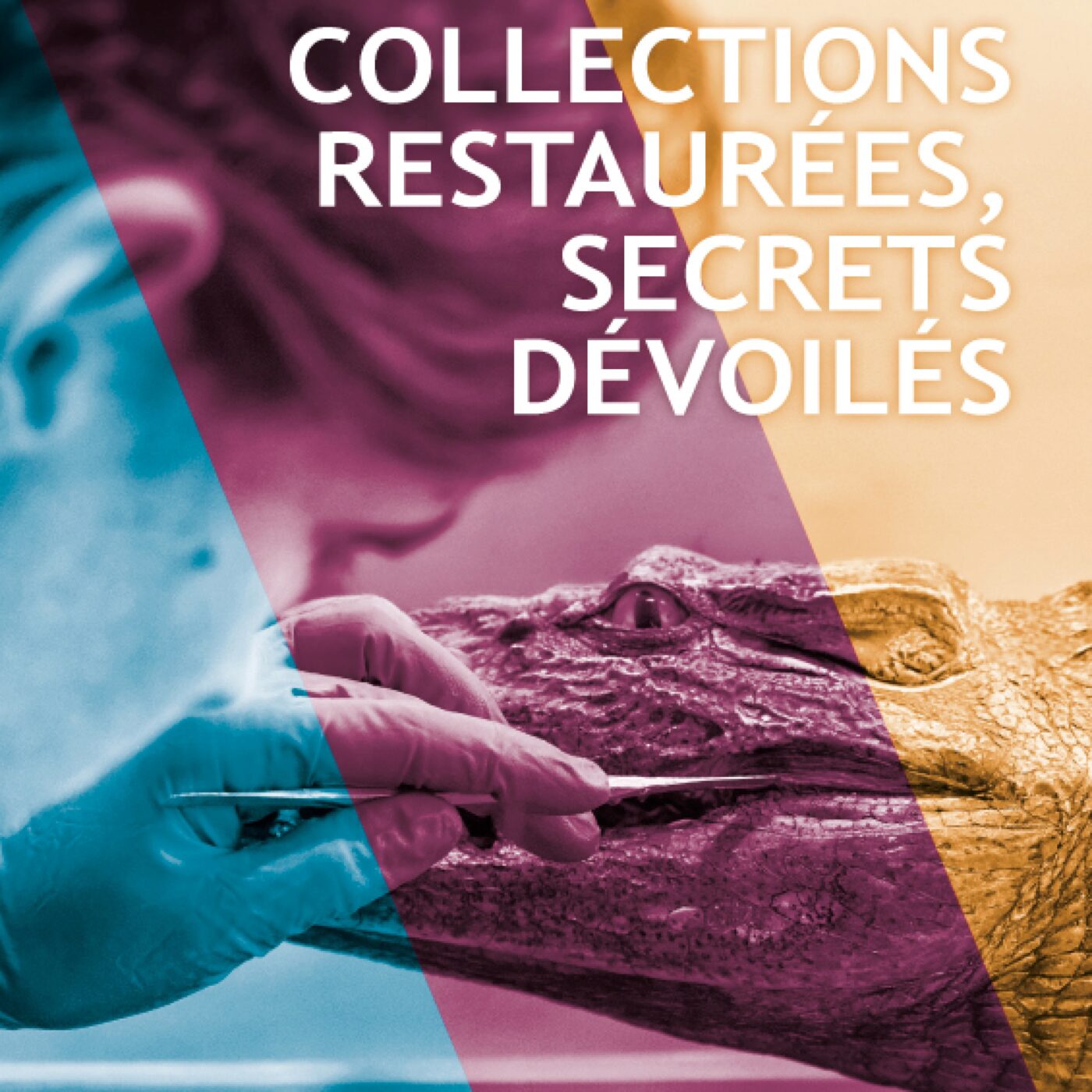 L'exposition "Collections restaurées, secrets dévoilés" à Lons-le-Saunier episode artwork