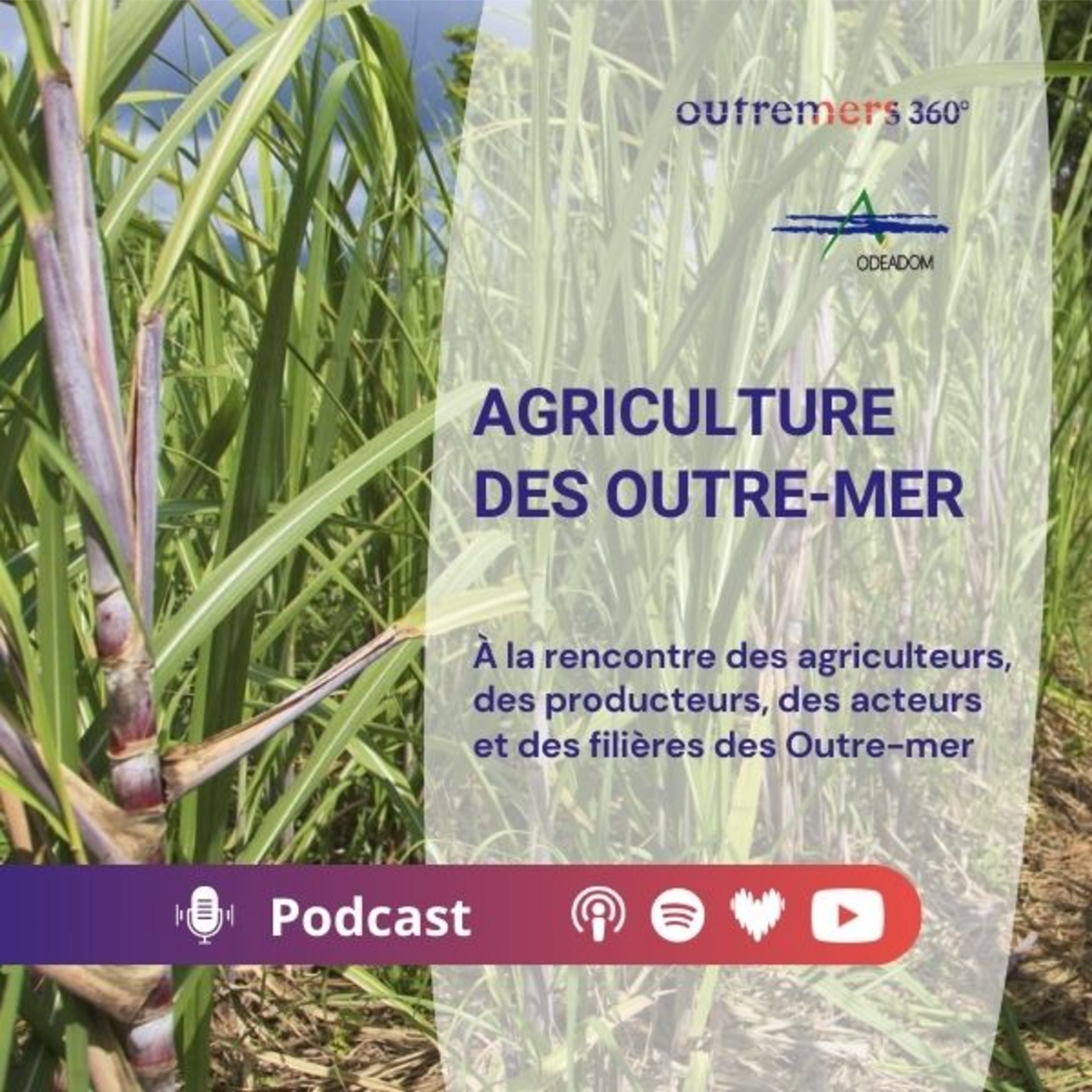 Teaser Agriculture des Outre-mer episode artwork