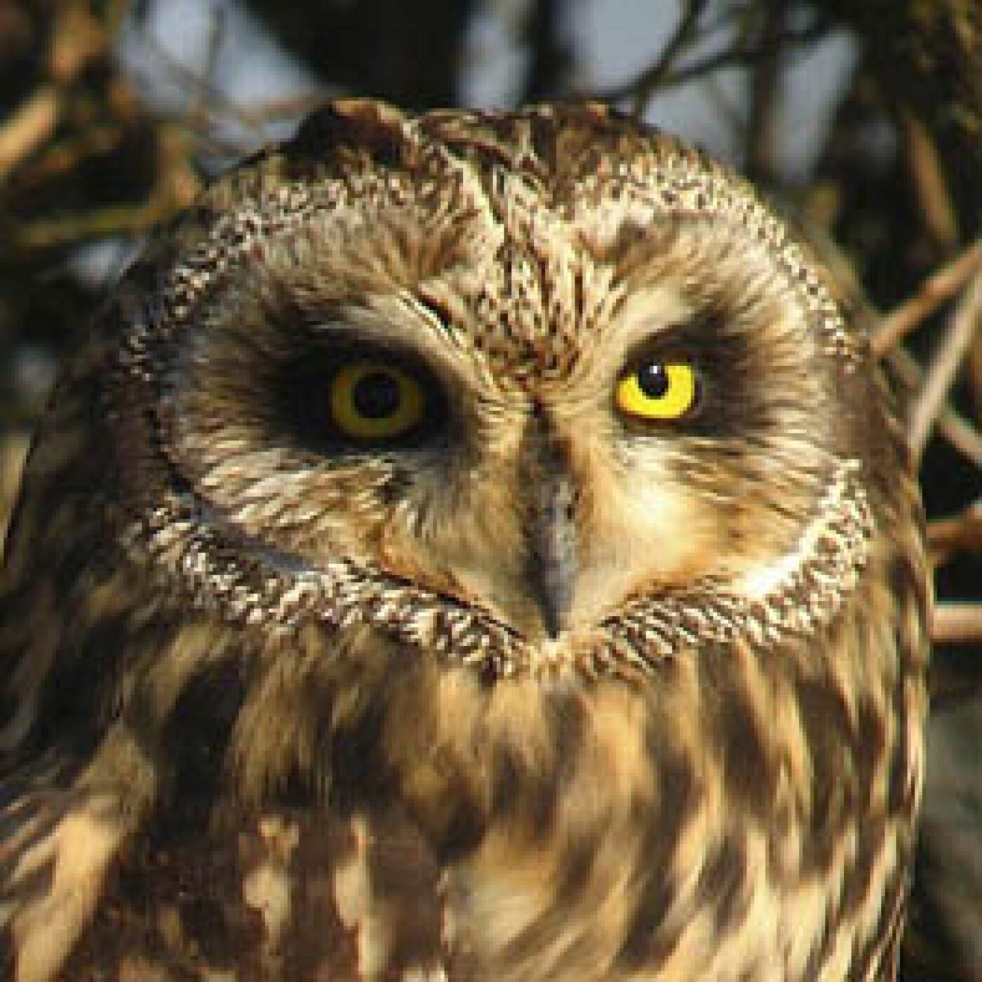 Le hibou des marais episode artwork