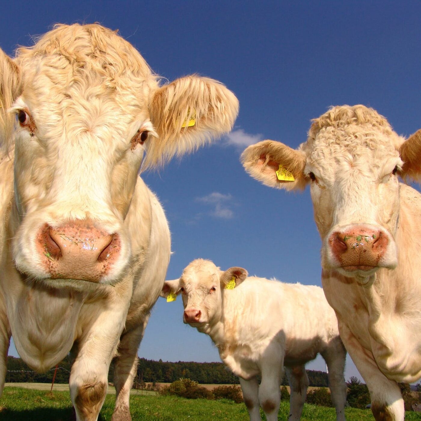 Quelle éthique animale pour le 21e siècle ? episode artwork