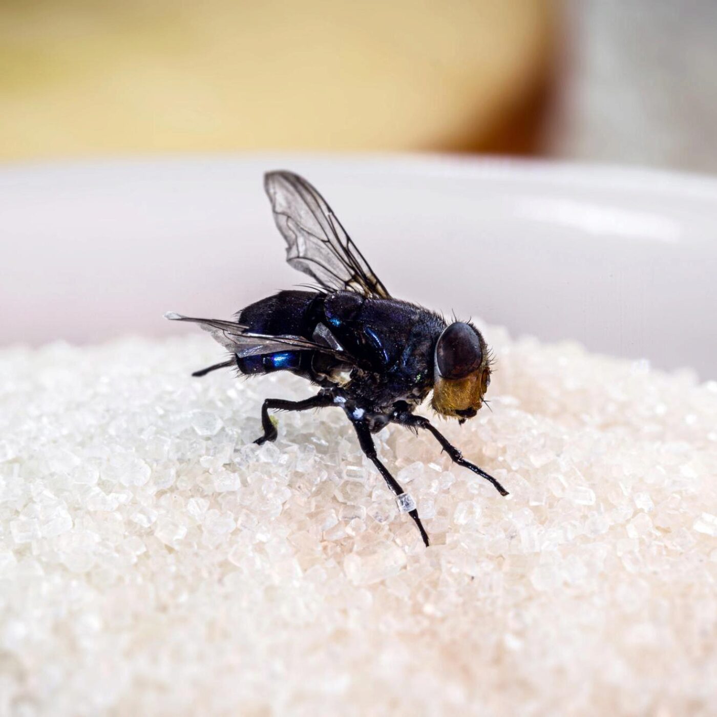 Apprentissage et faim, les truites fario, la production scientifique et des organes en plus