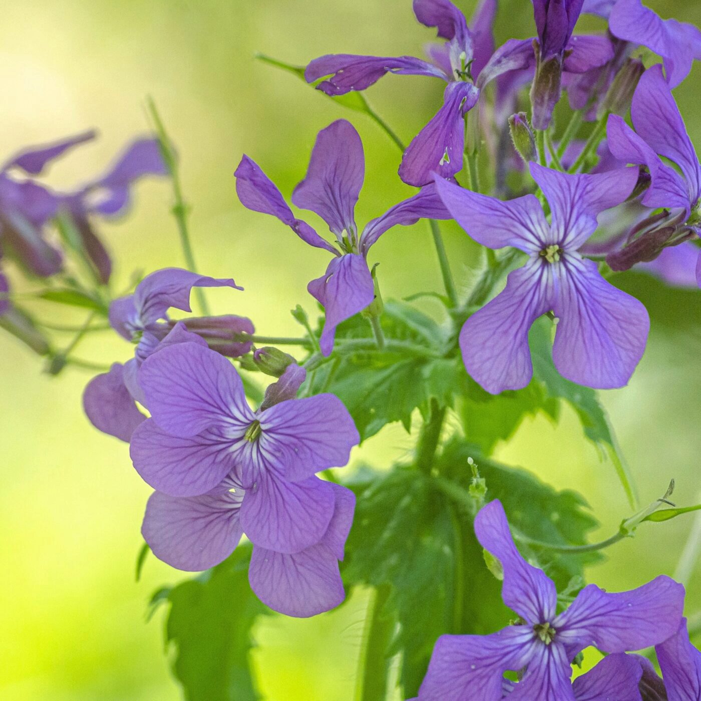 Cueillir, du potager à l\'assiette