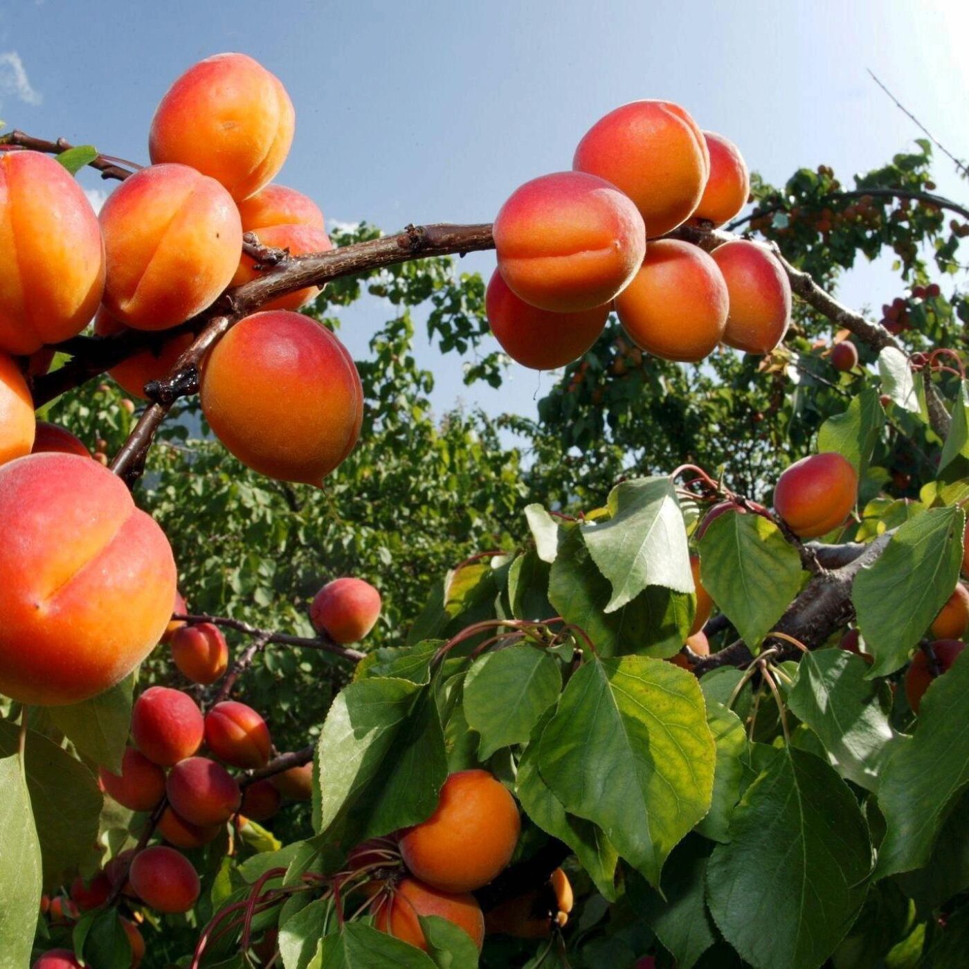 Des fruits, la drépanocytose et la consommation de cannabis