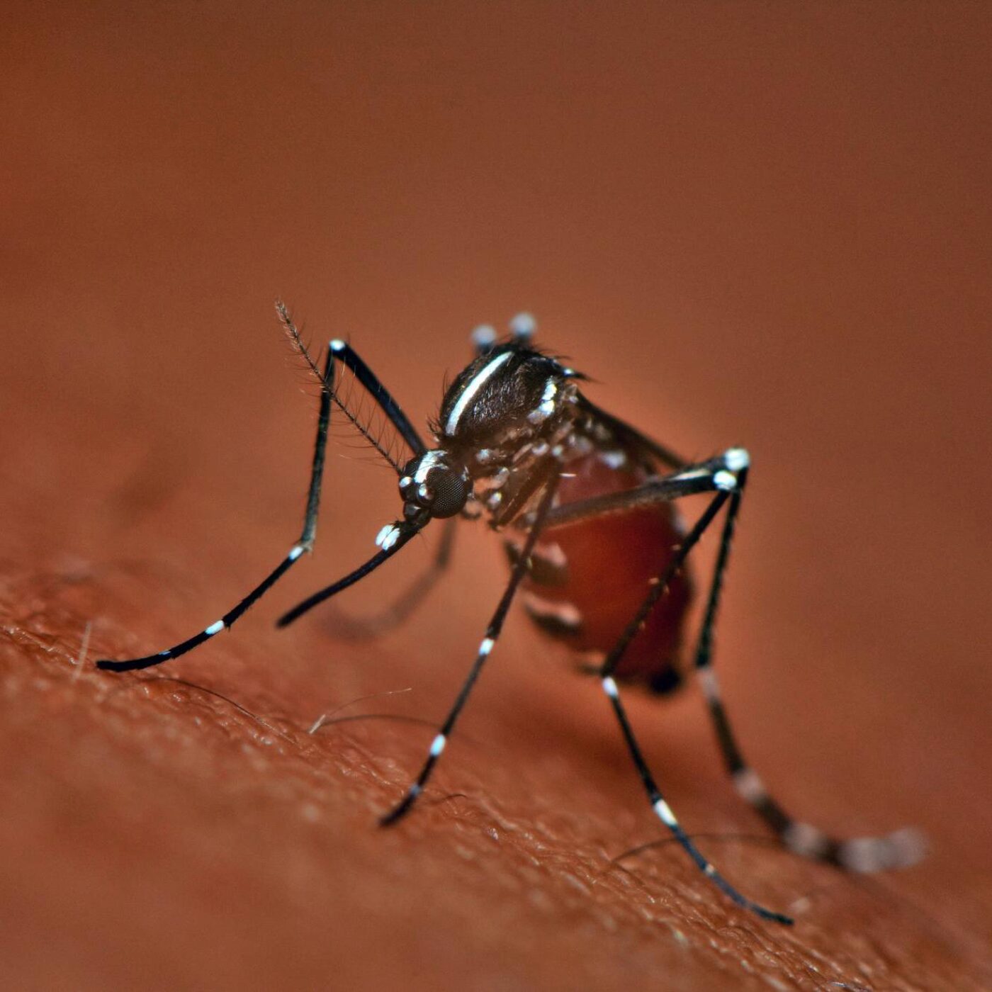 Le virus du Nil occidental, la vie dans l'espace et l'histoire du corps