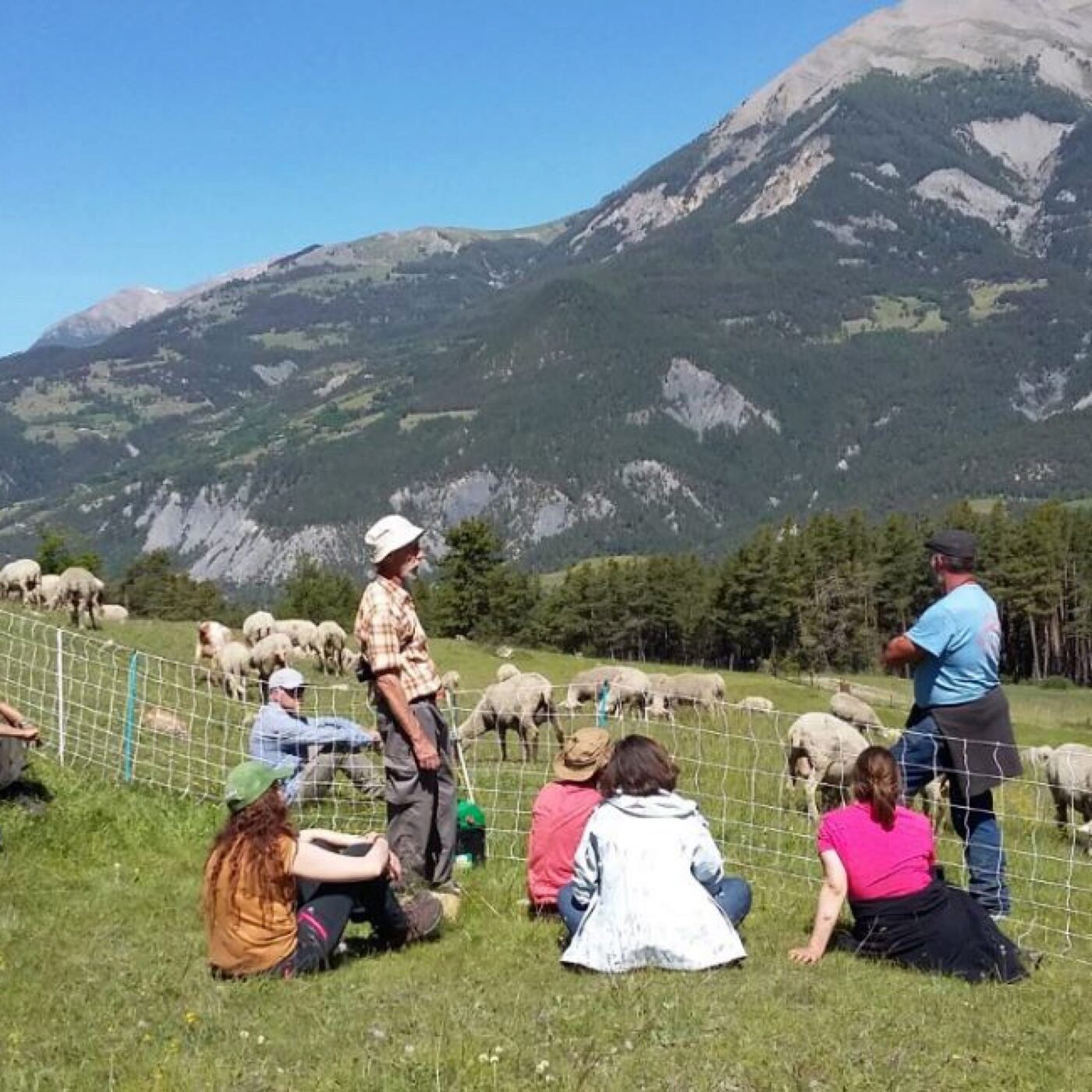Loup : des bénévoles assurent la surveillance des troupeaux dans les Alpes episode artwork