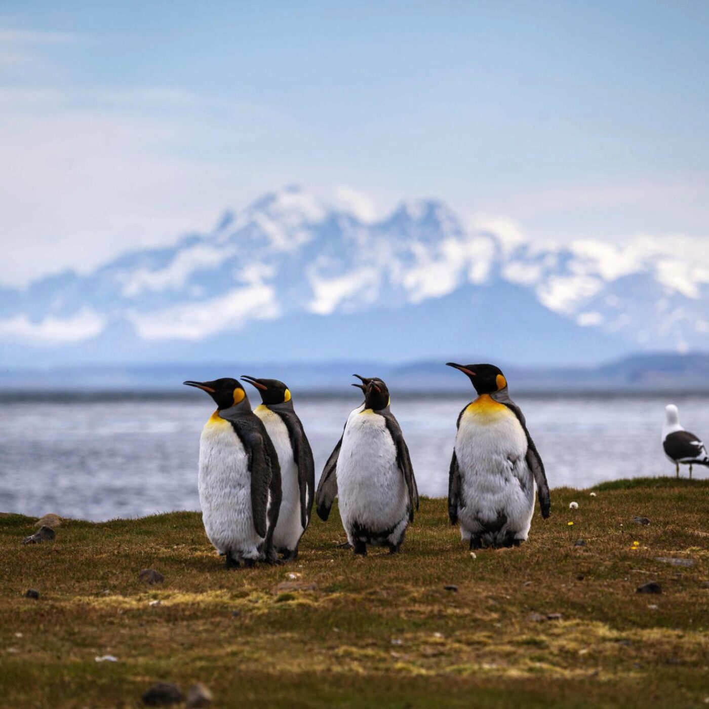 Le vortex polaire, la mort de personnalités historiques et les îles de Kerguelen