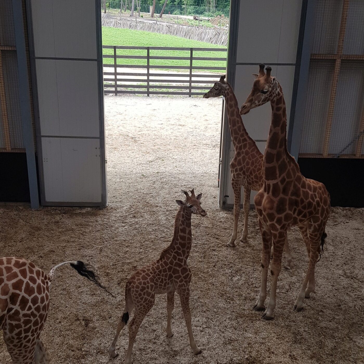 Un nouvel espace pour le zoo de La Flèche episode artwork