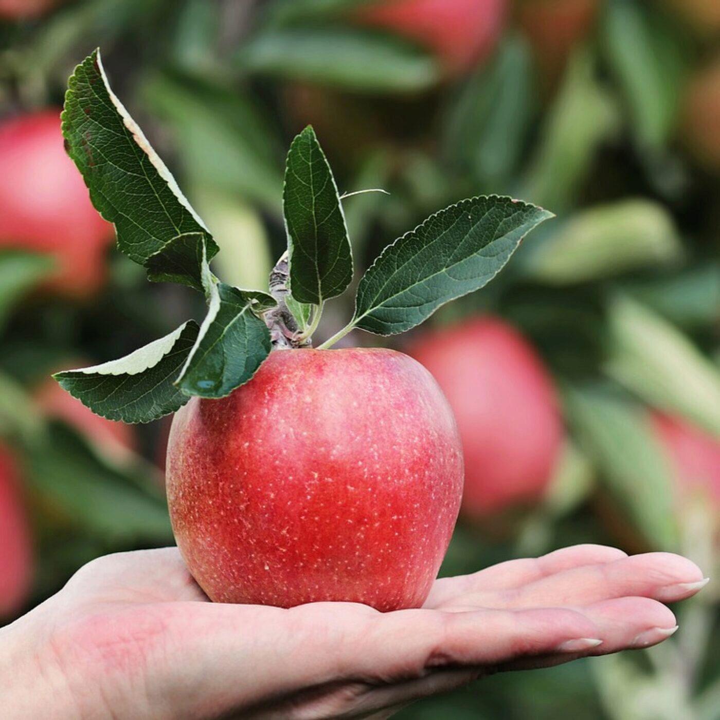 Jardiner avec les enfants, avec Terre Vivante