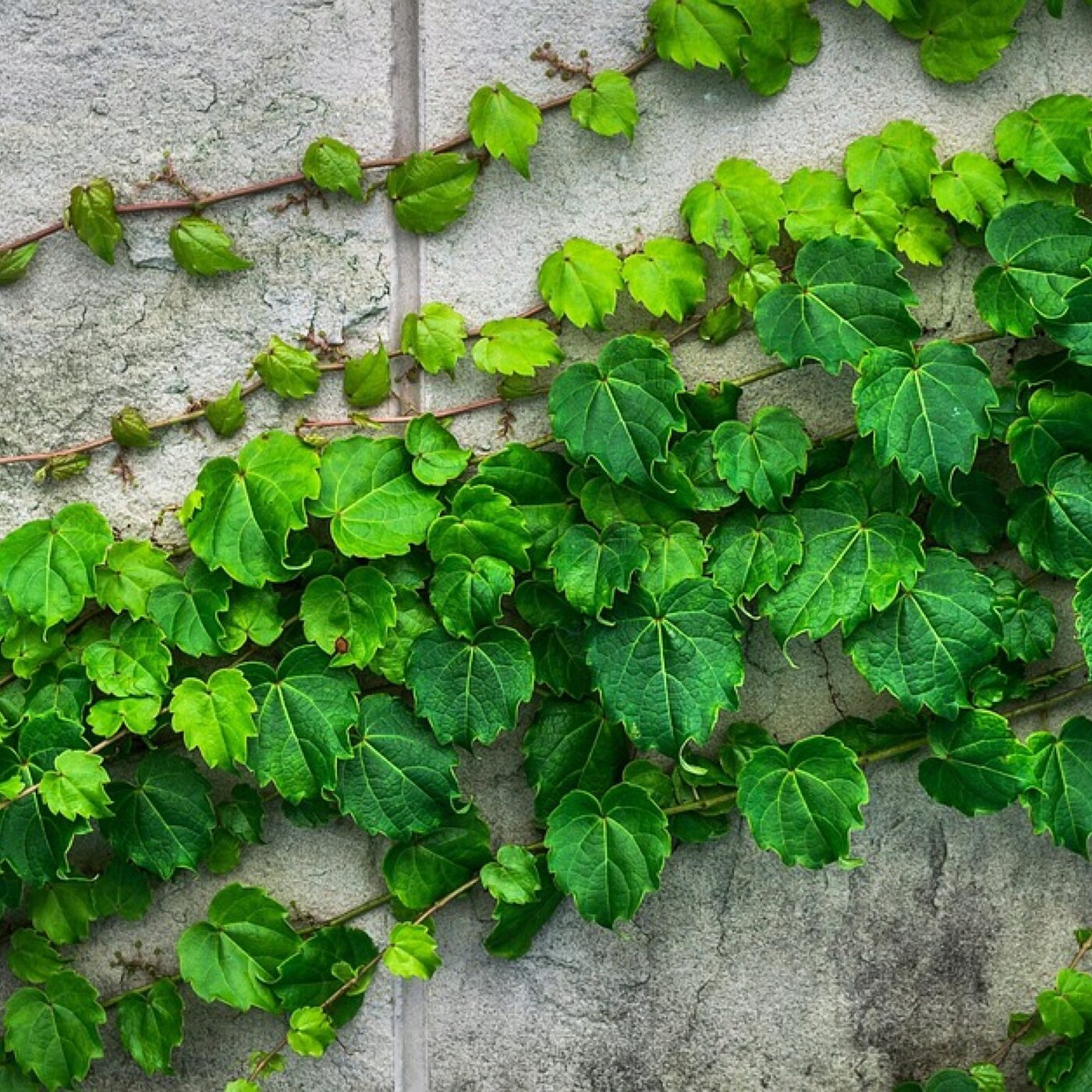 Je pense donc j\'agis