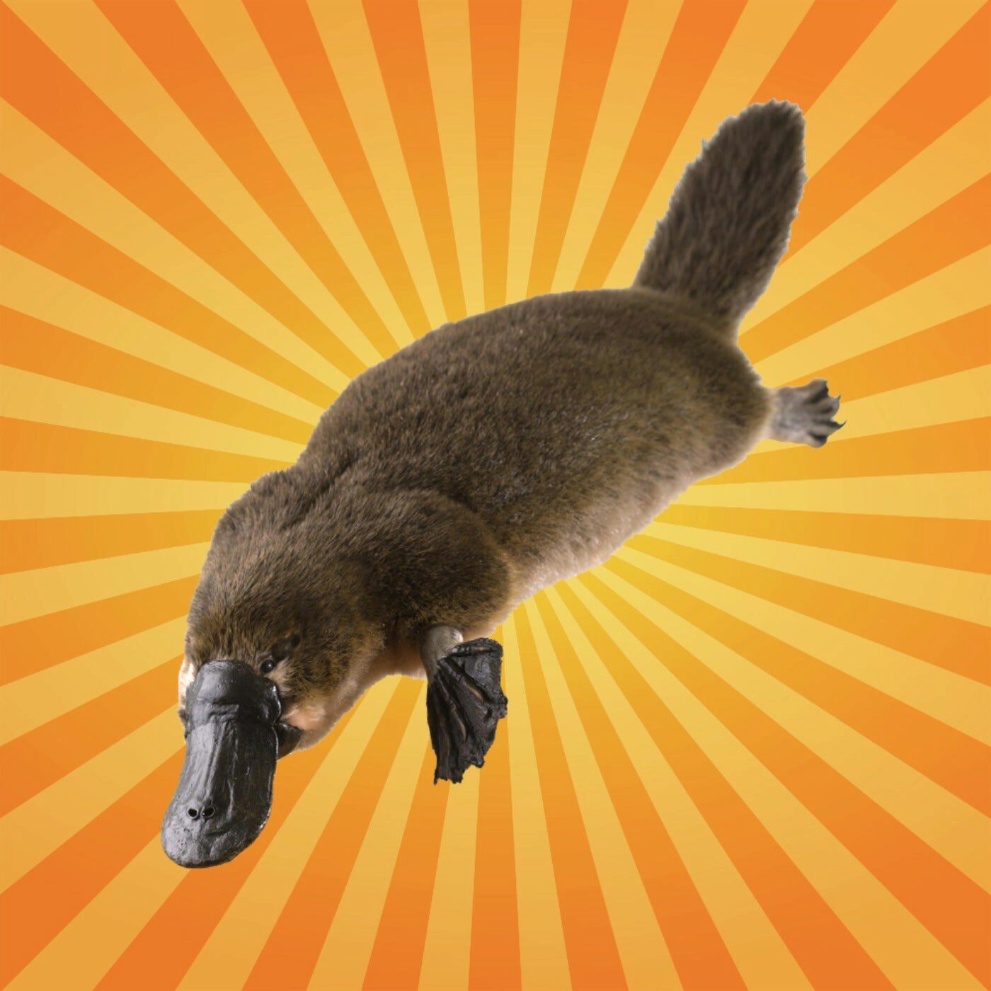 L'ornithorynque détecte l'électricité de ses proies