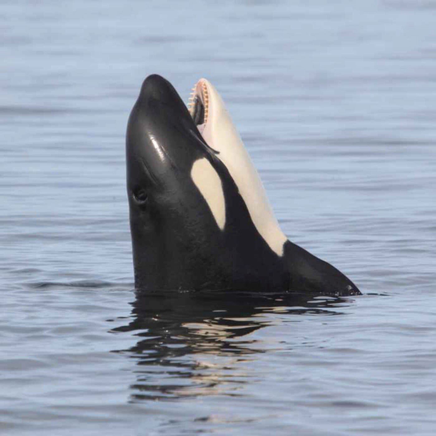 Cette jeune orque essaie de parler comme un humain !