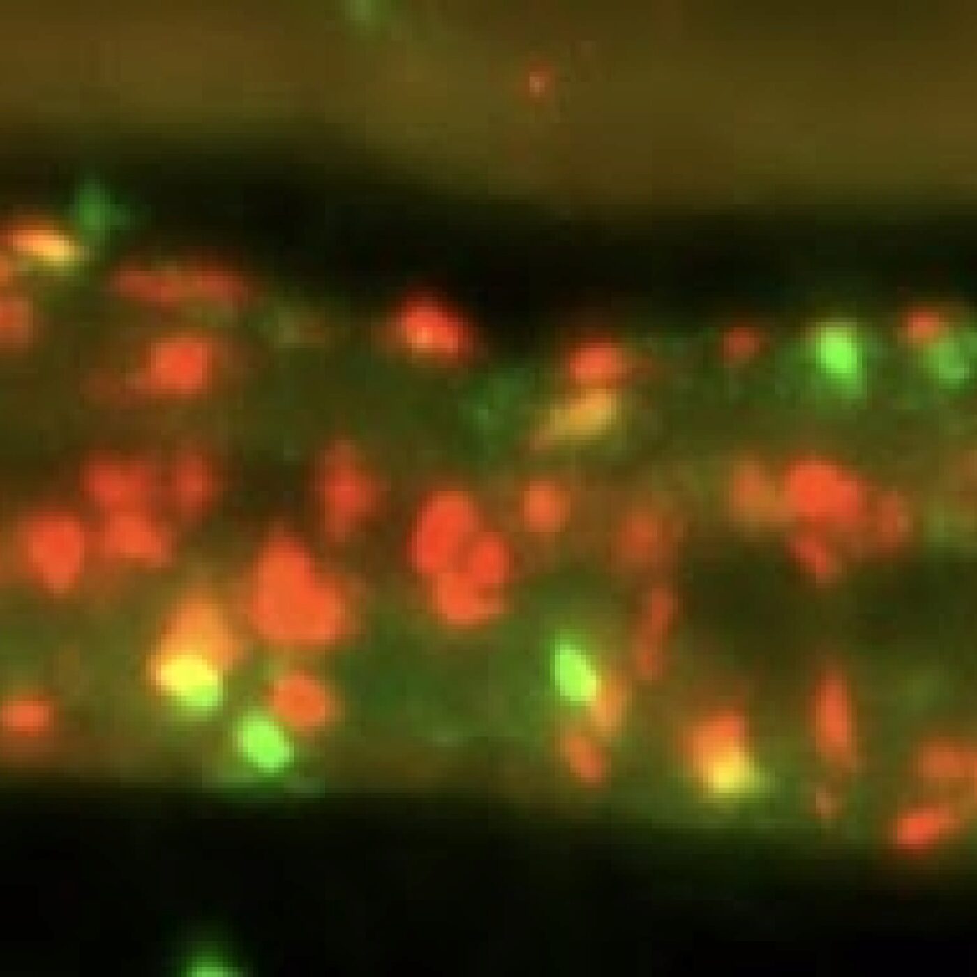 Eurêka · RCF Alsace