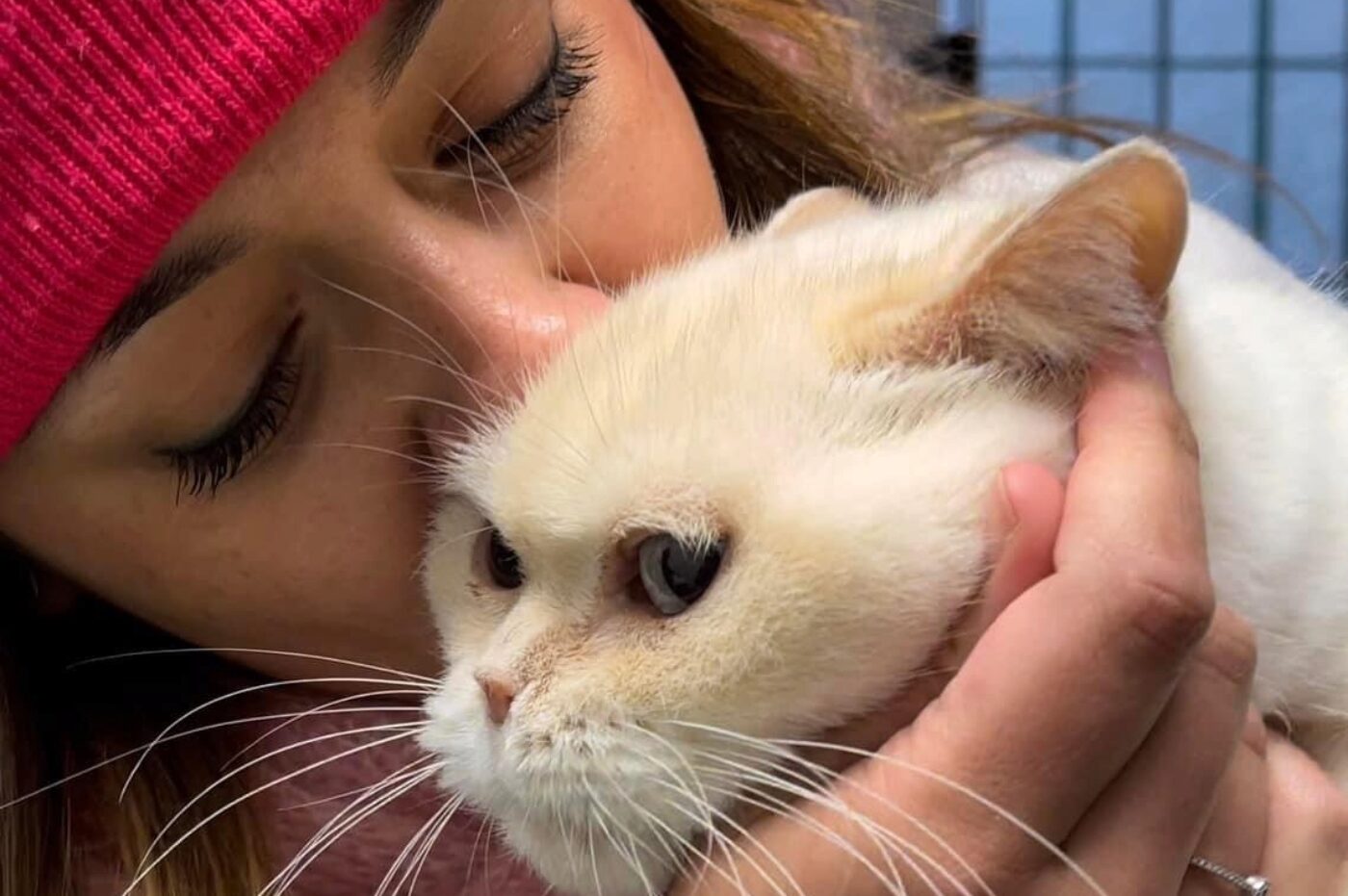 Palper le ventre de son chat peut-il vraiment lui sauver la vie ?