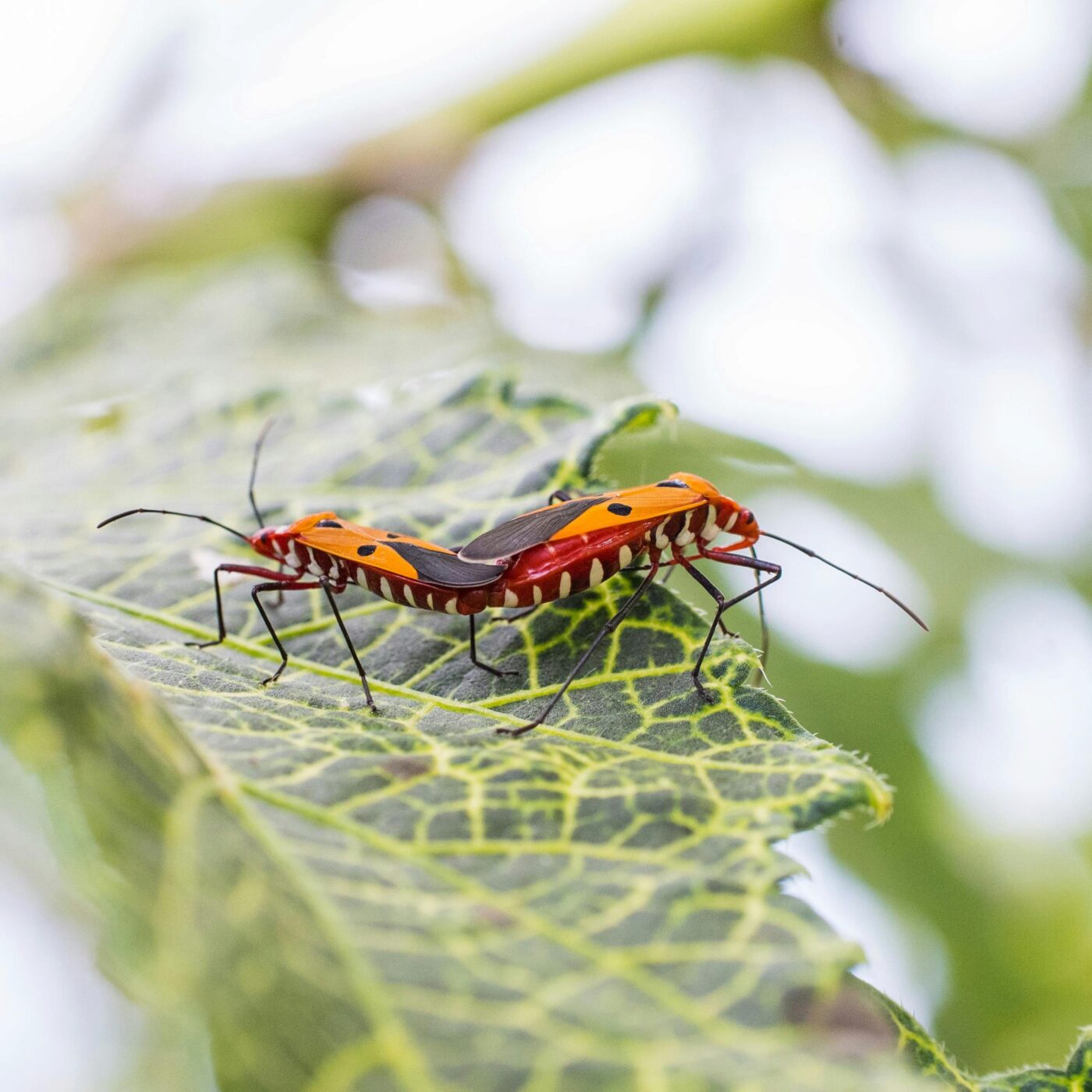 Les répulsifs naturels contre les insectes episode artwork