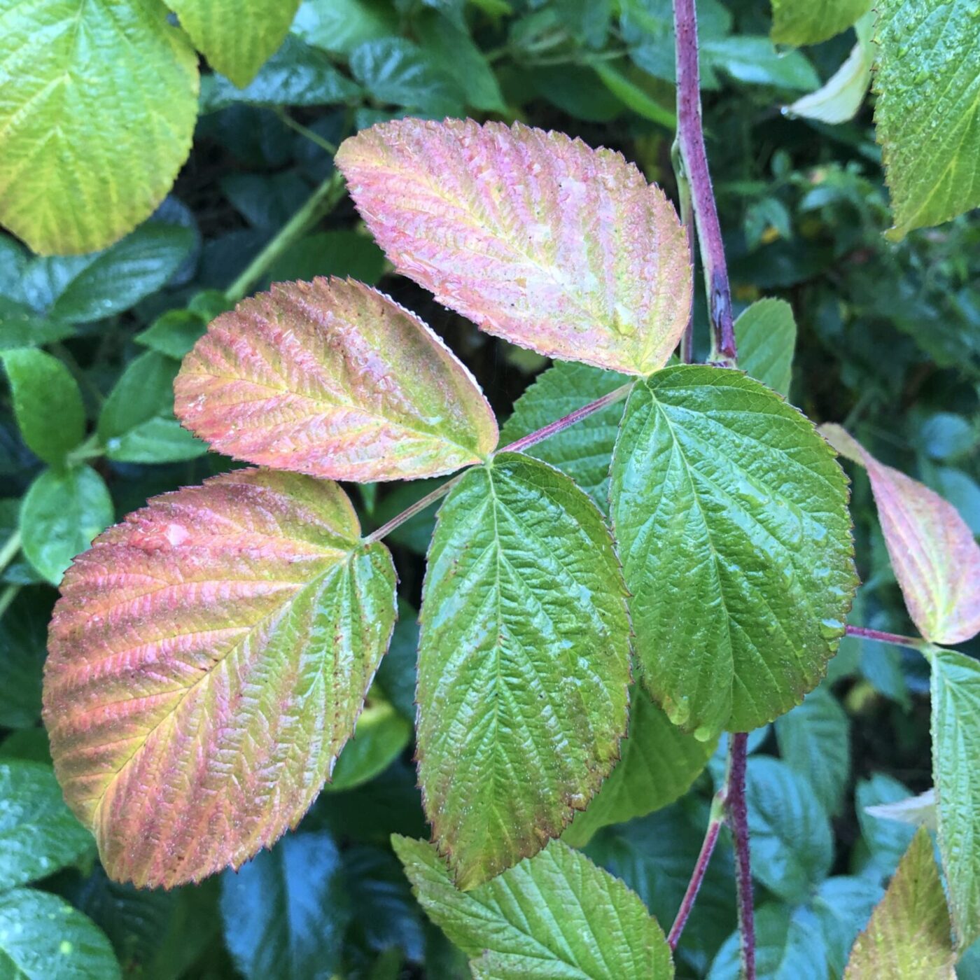 C\'est fait pour vous