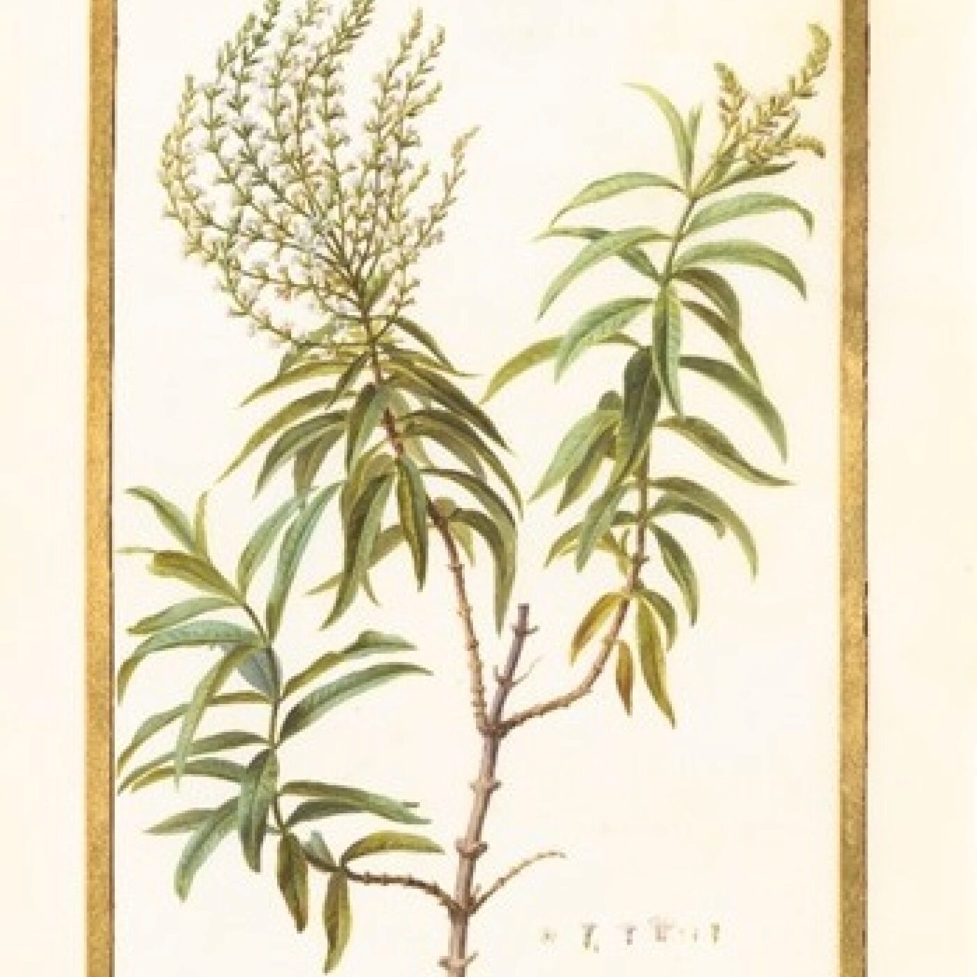 N° 182 Verveine