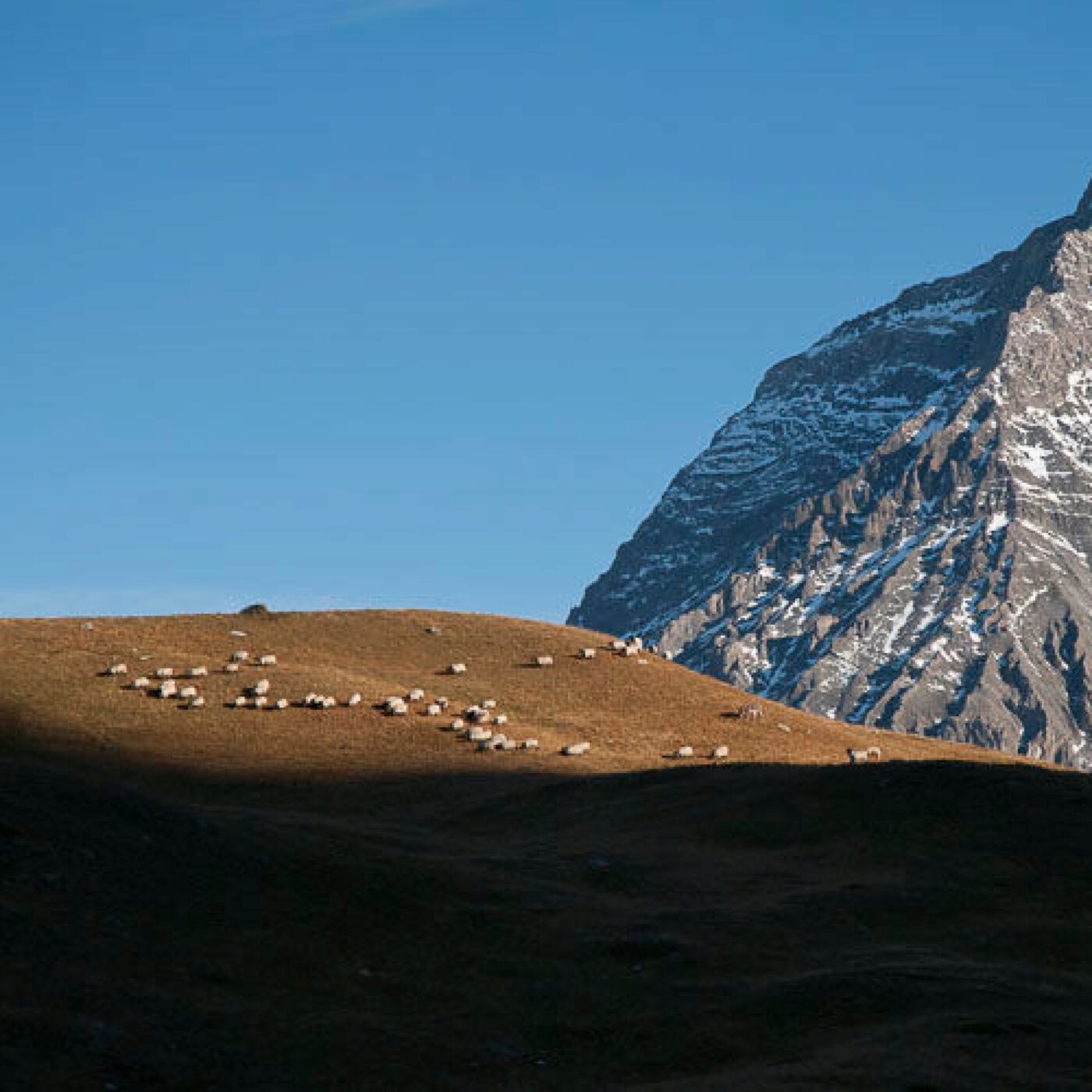 "Nous sommes meurtris" : le Parc National de la Vanoise menacé episode artwork